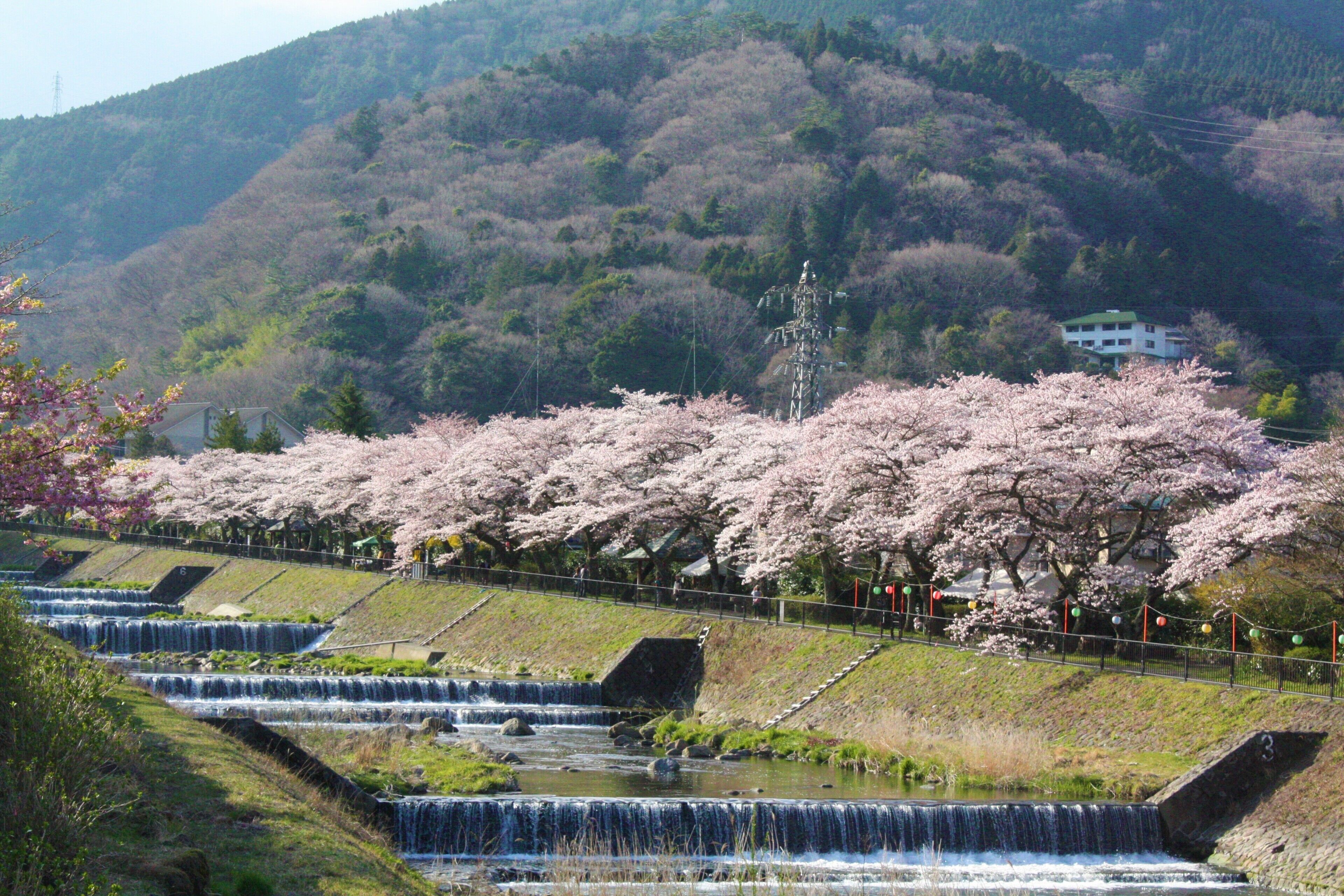 Une cascade d’eau qui dévale une série de marches, entourée de fleurs de cerisier et avec une colline en arrière-plan.