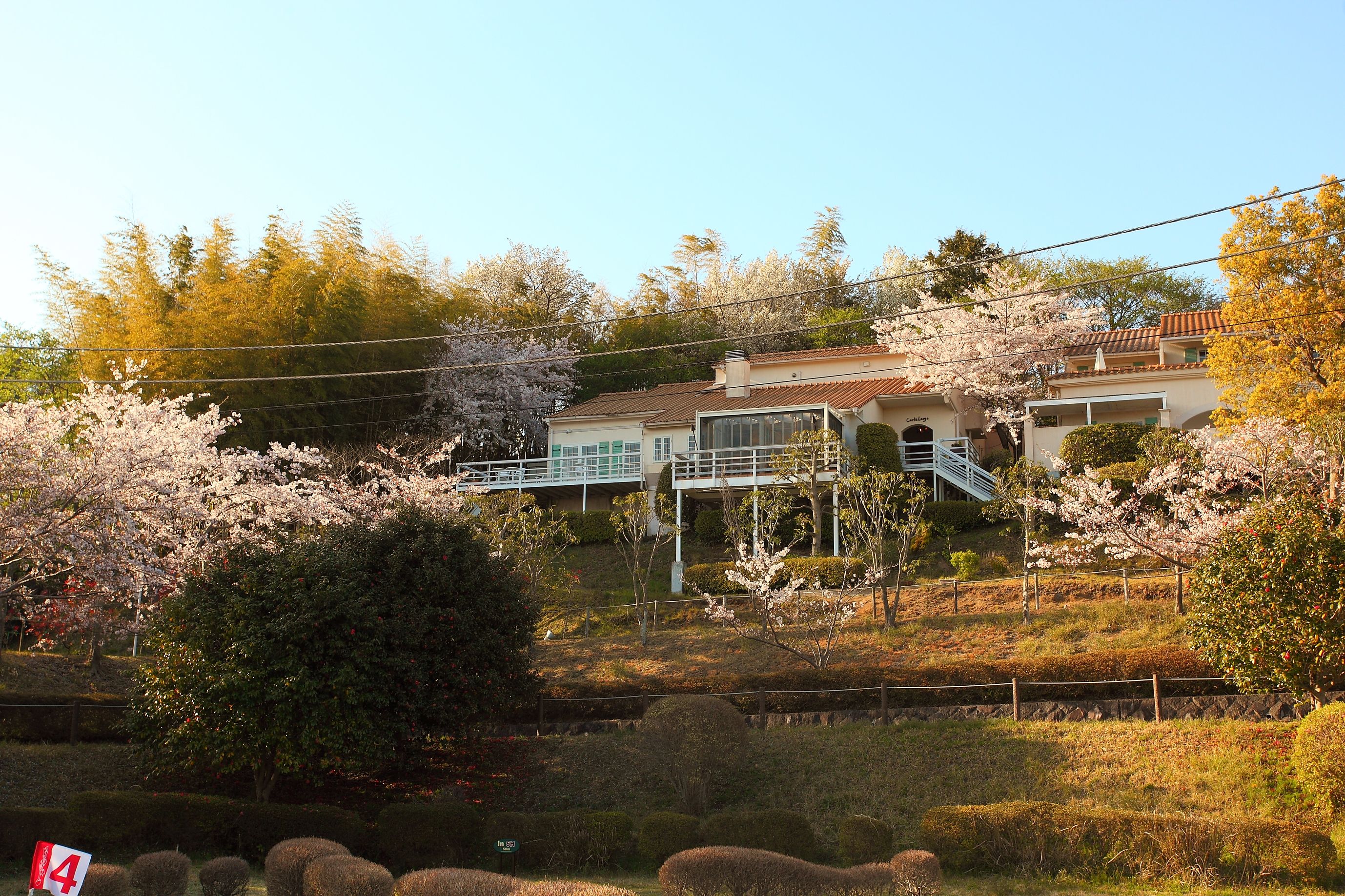 A residential area with houses, a bridge, and cherry blossom trees.