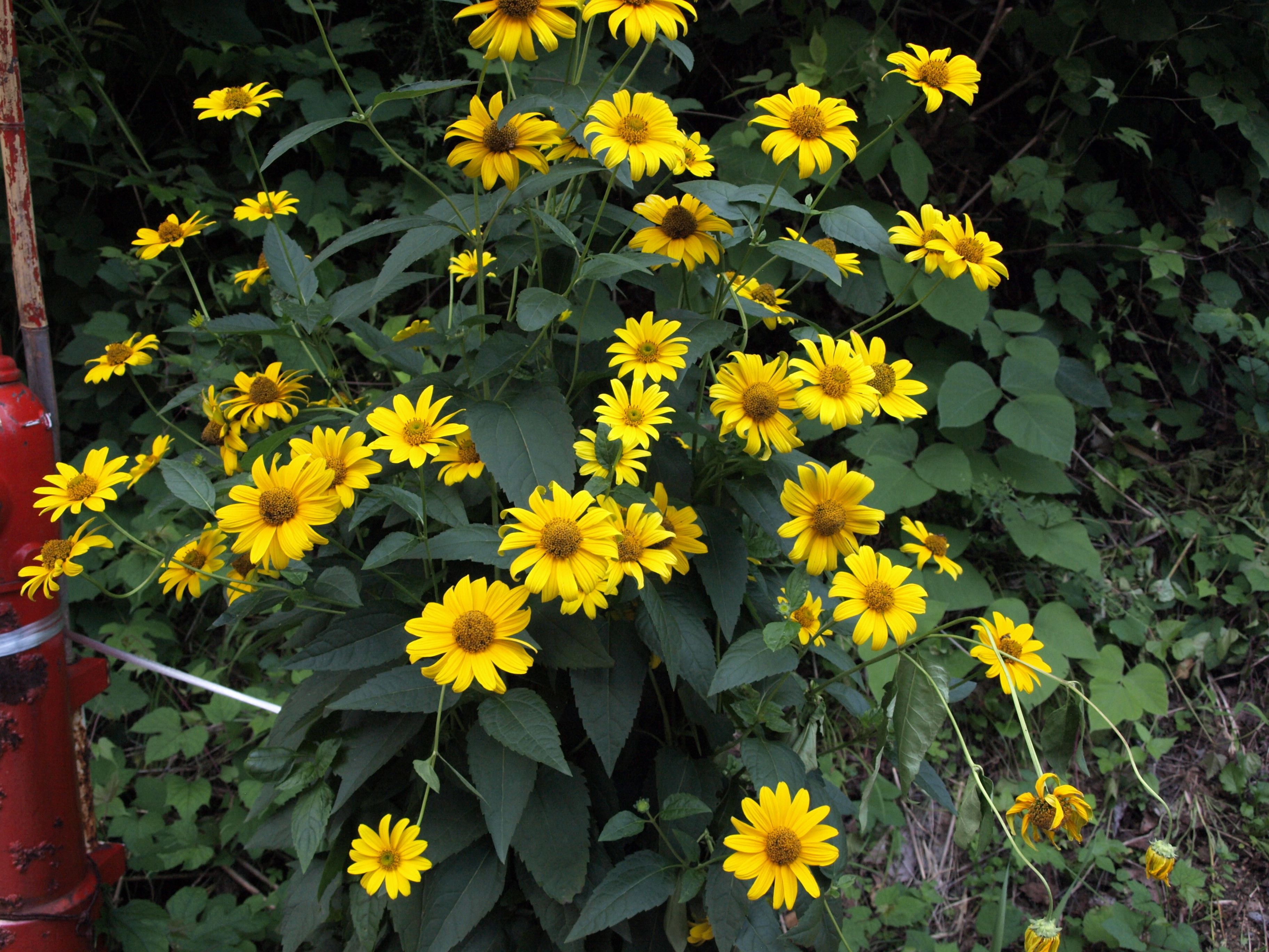 A cluster of yellow flowers with green leaves, a red fire hydrant, and a dense green background.