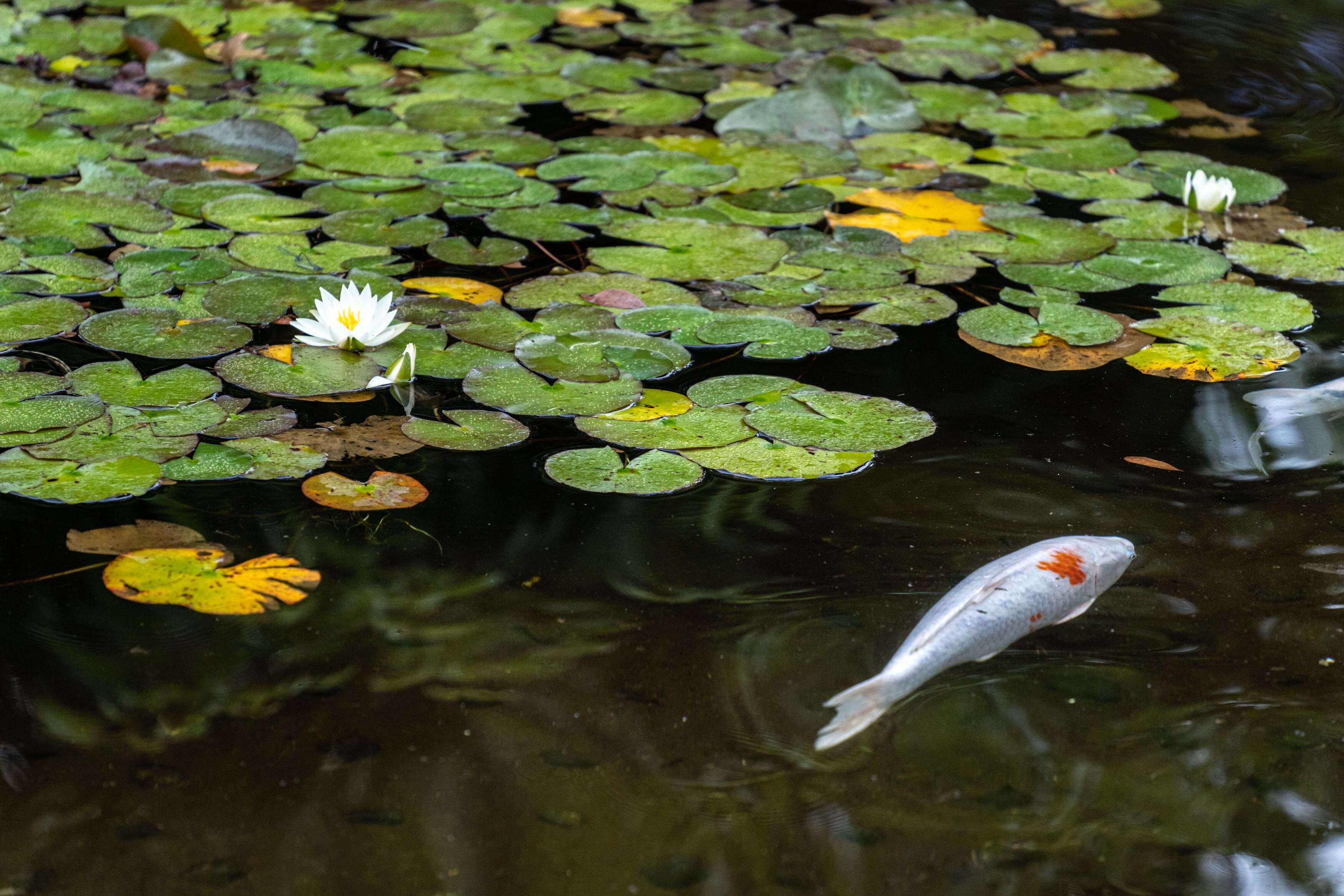 Un estanque con lirios de agua y un pez koi nadando.