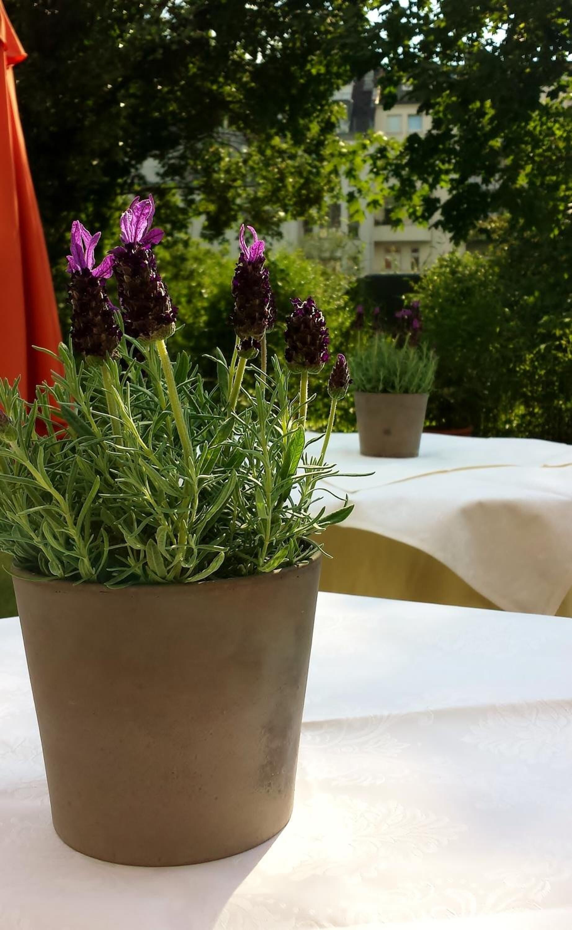 Foto - Hotel Mingarden