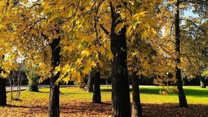 A park with trees displaying yellow leaves, a grassy area, and a clear sky. - Green Park Bologna Residence (Granarolo dell'Emilia)
