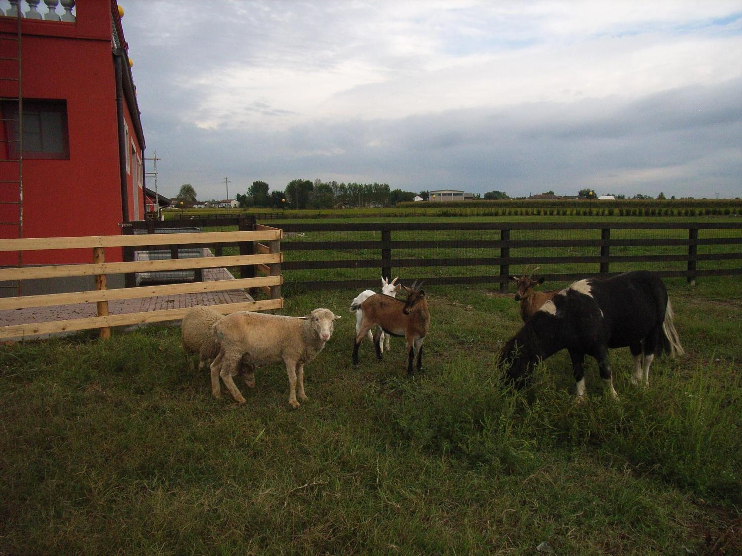 A fenced pasture with a red building, a wooden fence, and several animals including sheep and goats.