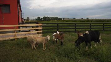 A fenced pasture with a red building, a wooden fence, and several animals including sheep and goats.