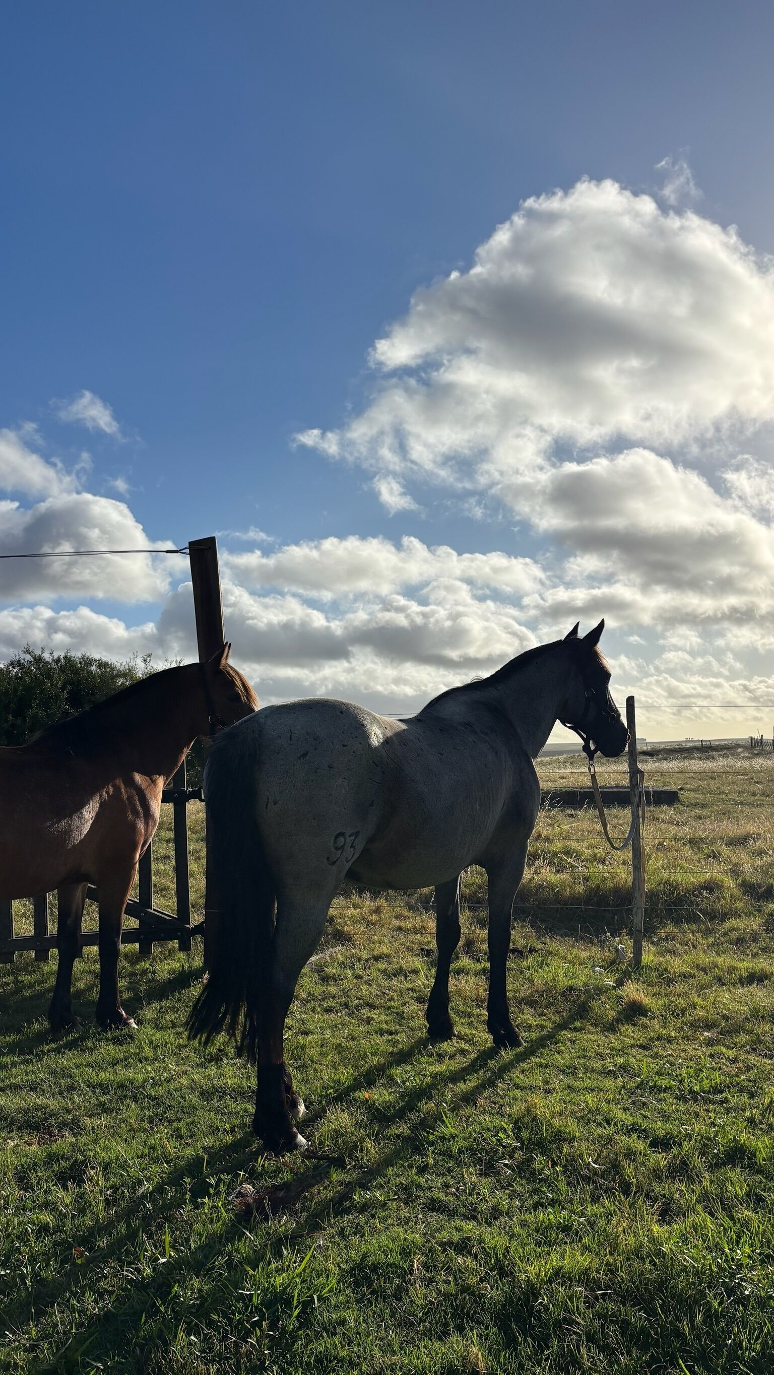 Two horses in a grassy field with a clear sky and some clouds.