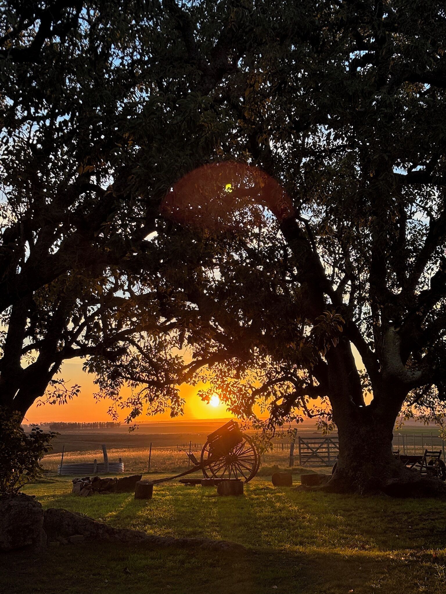 A sunset with a tree in the foreground and a fence in the background.