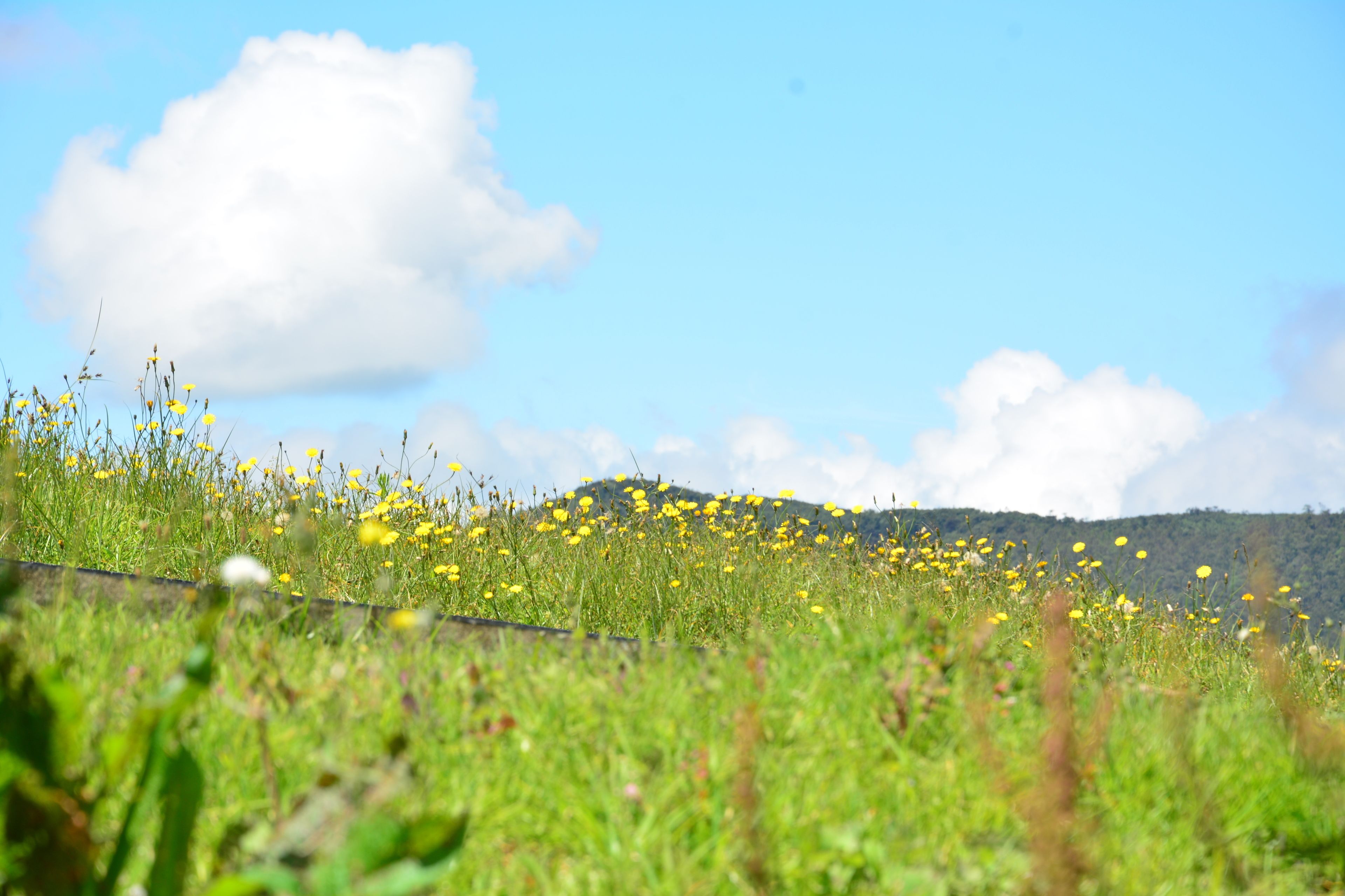 A field with yellow flowers and green grass under a clear blue sky.