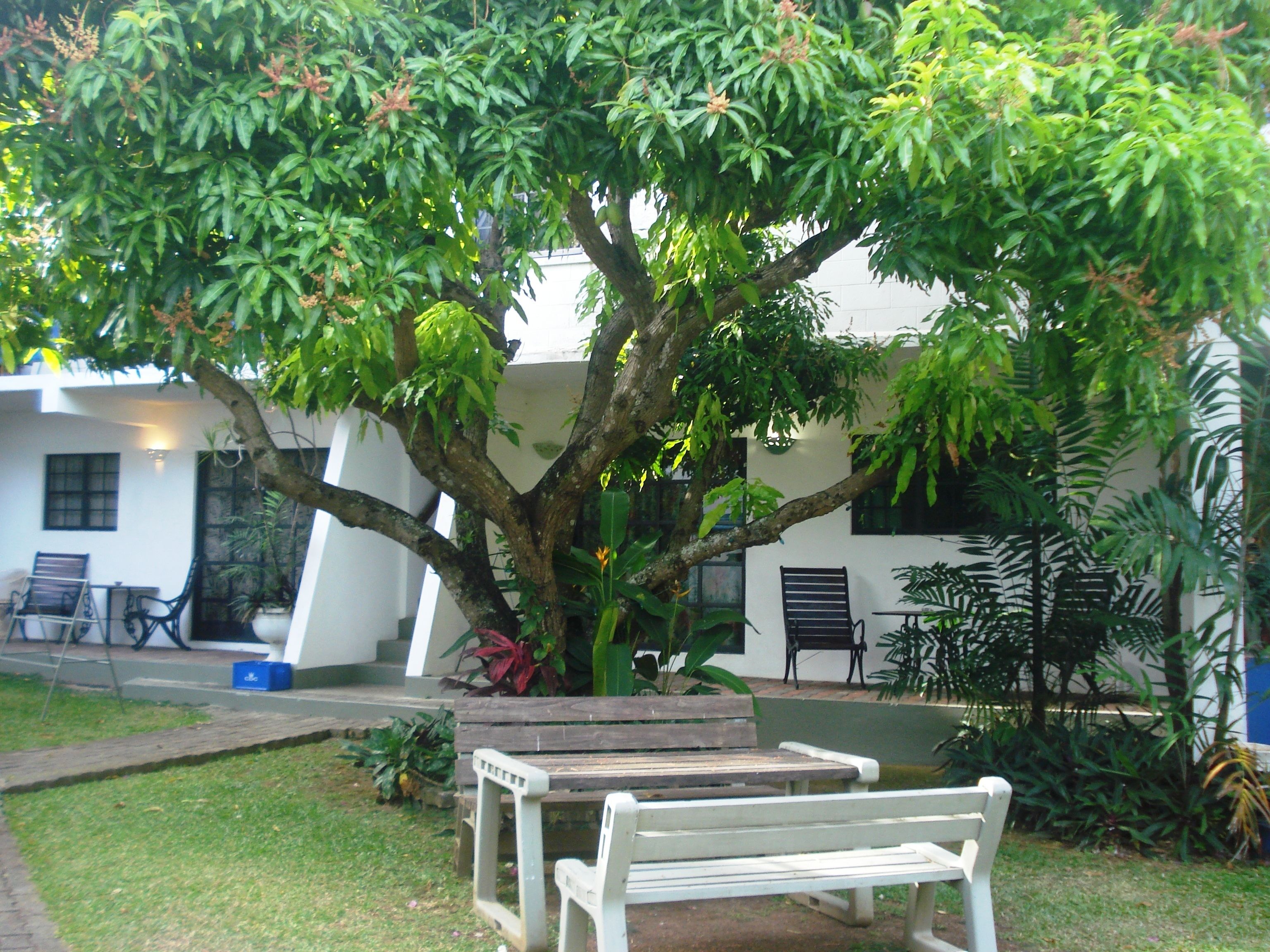 Un árbol con un banco debajo, un edificio blanco y un pequeño jardín con sillas y plantas.