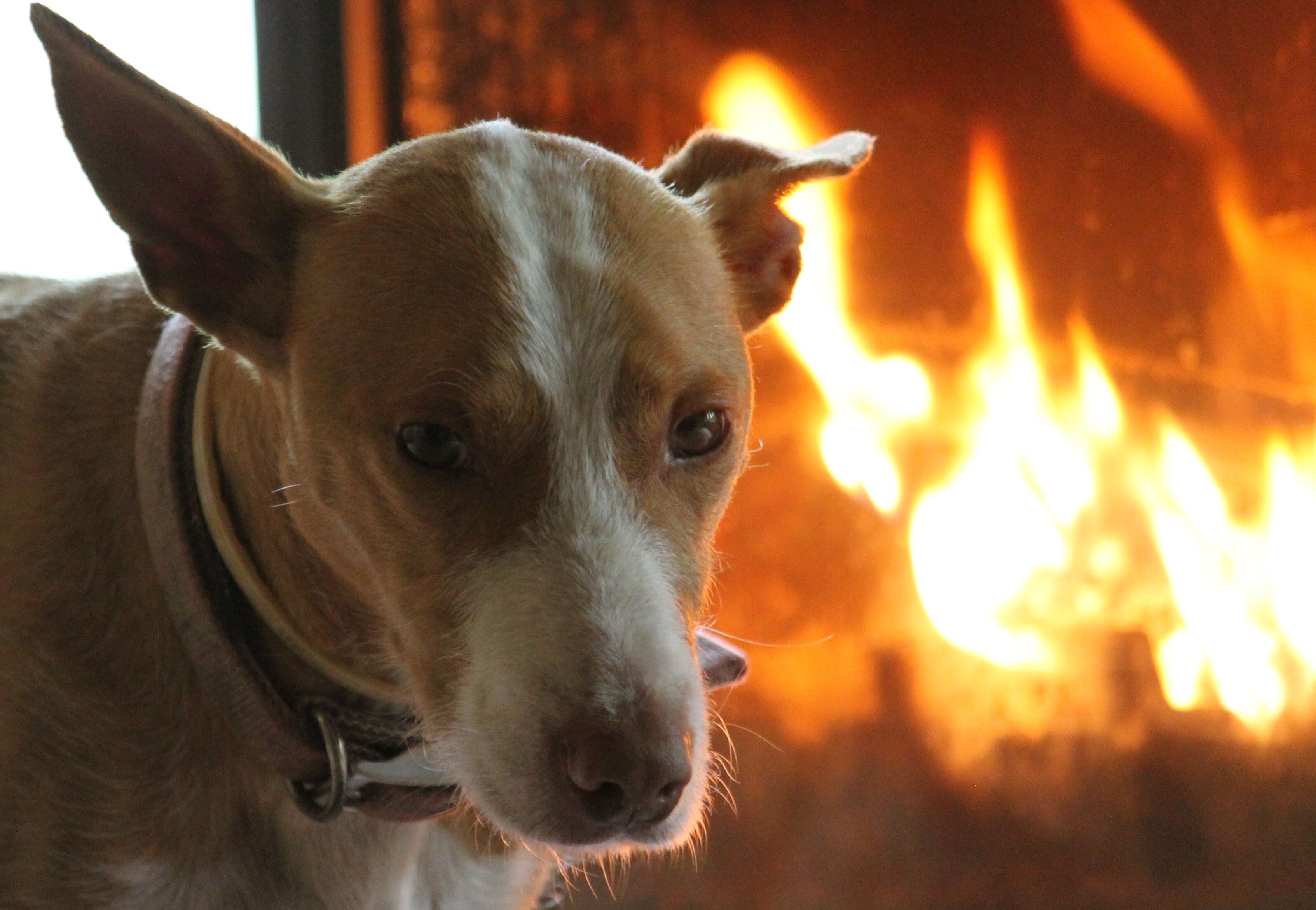 Un perro frente a una chimenea.