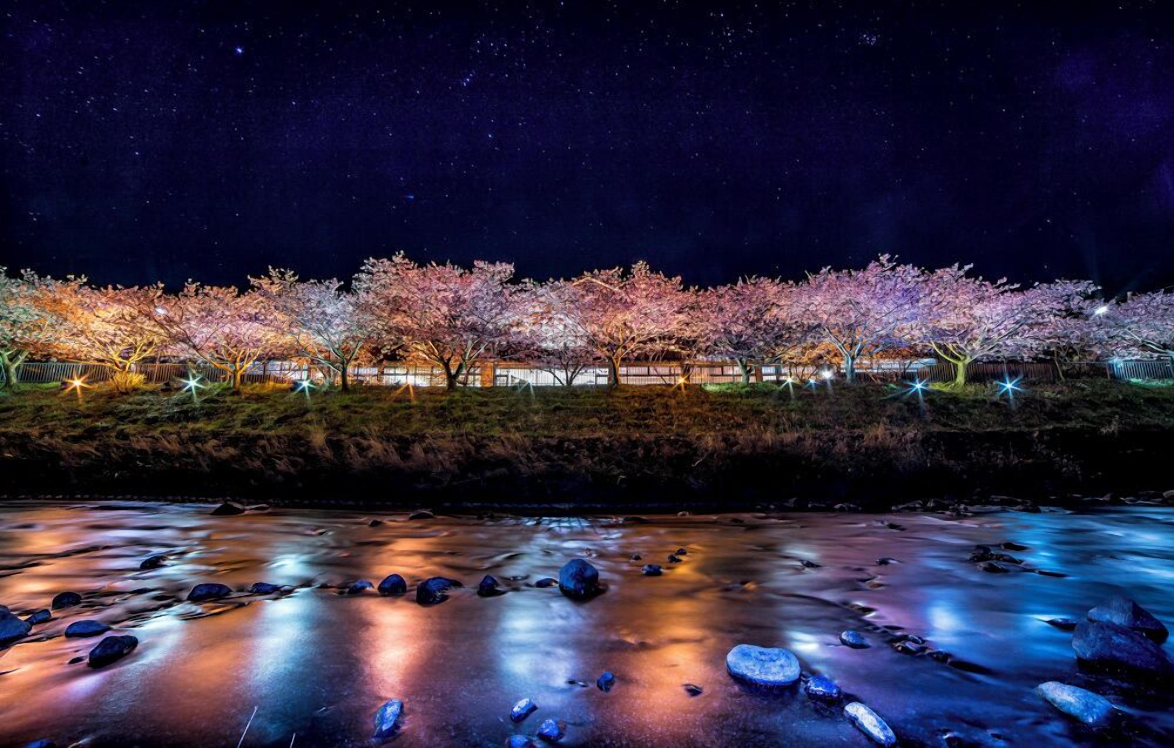 Um rio com águas calmas e pedras, uma fileira de cerejeiras iluminadas e um céu noturno estrelado.