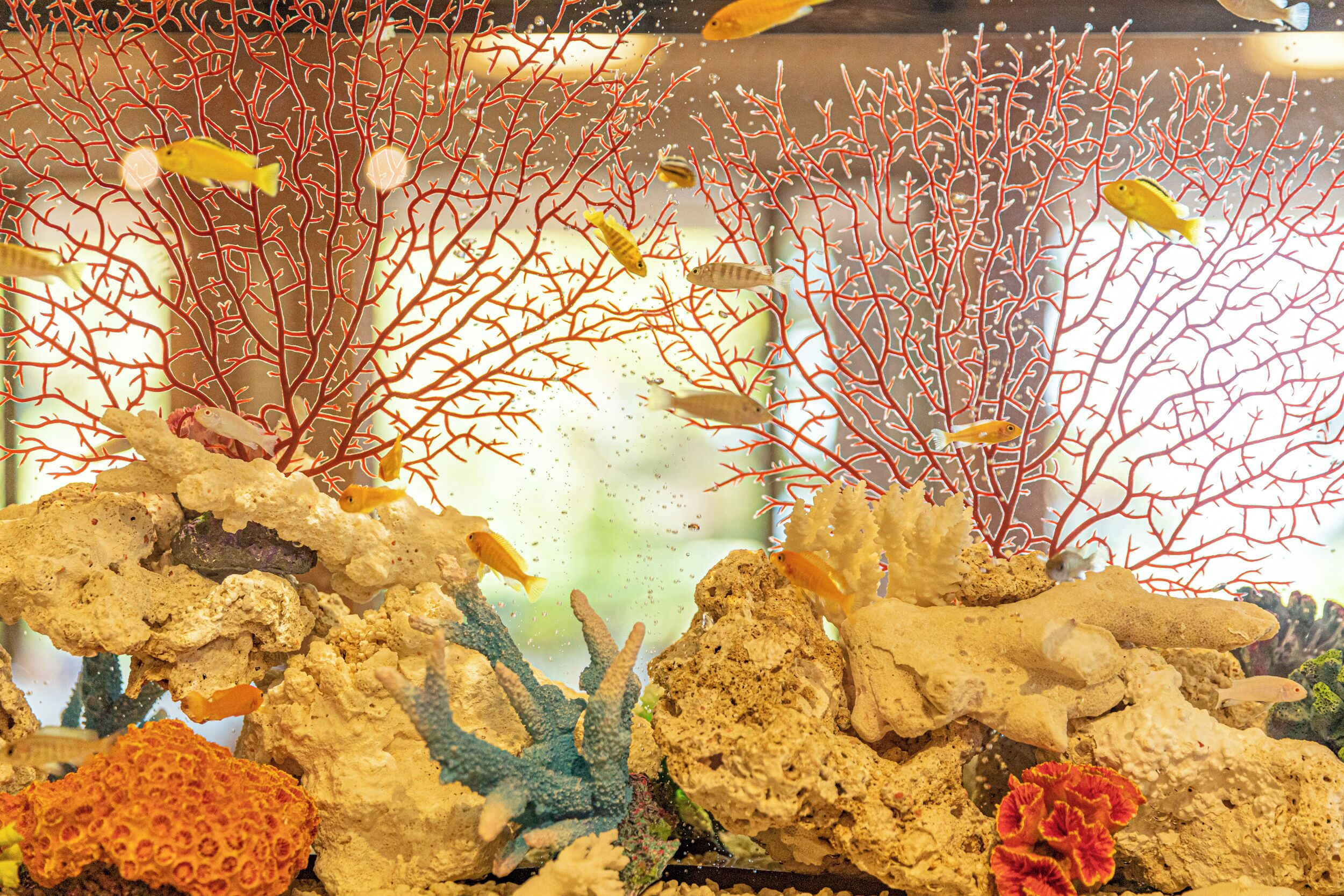 4 restaurants, breakfast, lunch, dinner served; french cuisine