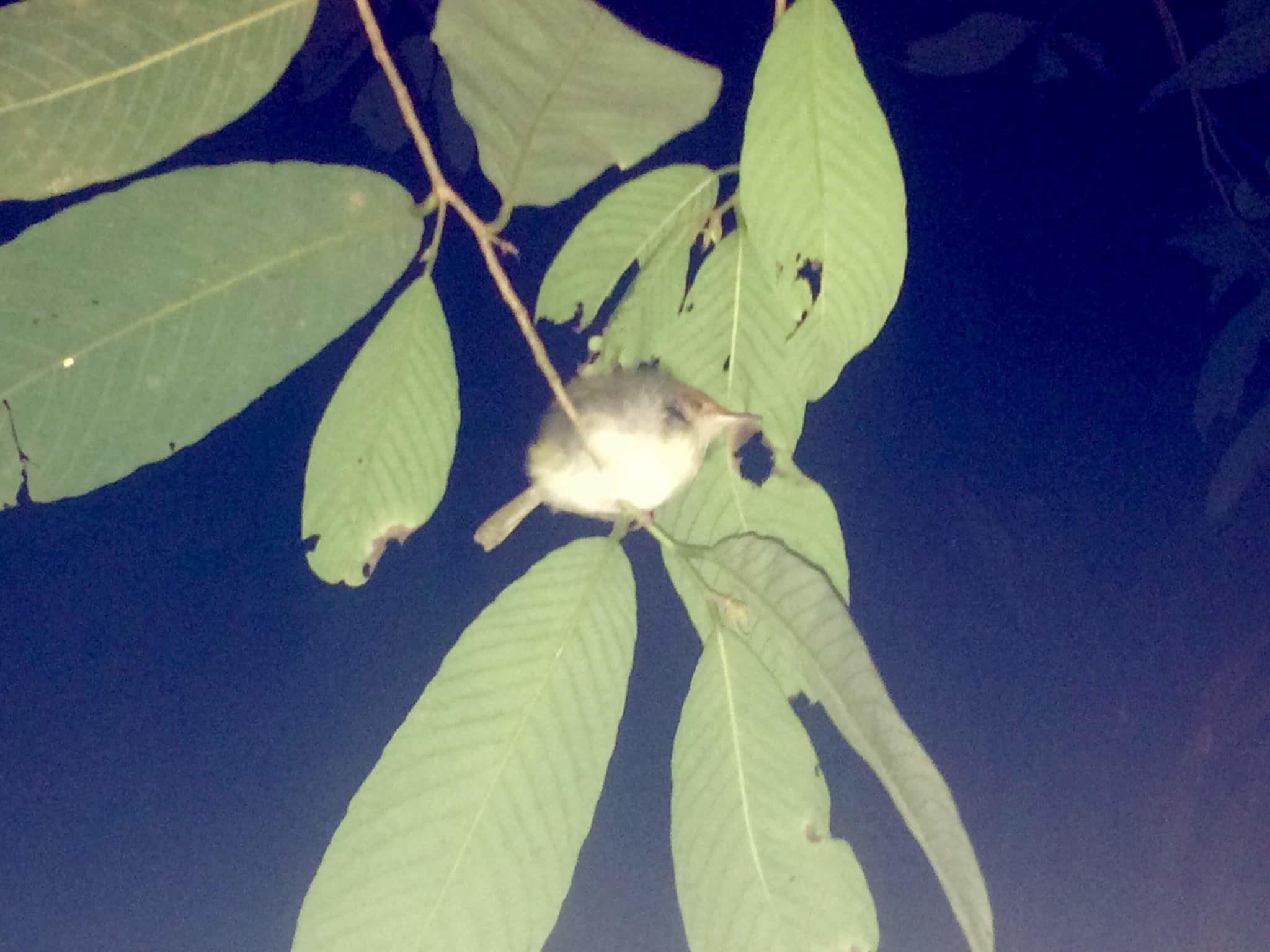 A bird perched on a branch with green leaves.