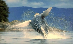 A whale breaching the water with a splash, mountains in the background. - Las Galeras Village (Las Galeras)