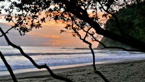 Une plage avec des vagues, un coucher de soleil et des branches d'arbres au premier plan.
