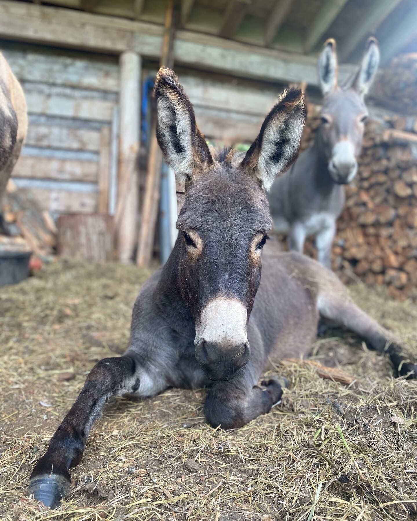 A donkey lying on straw inside a barn.