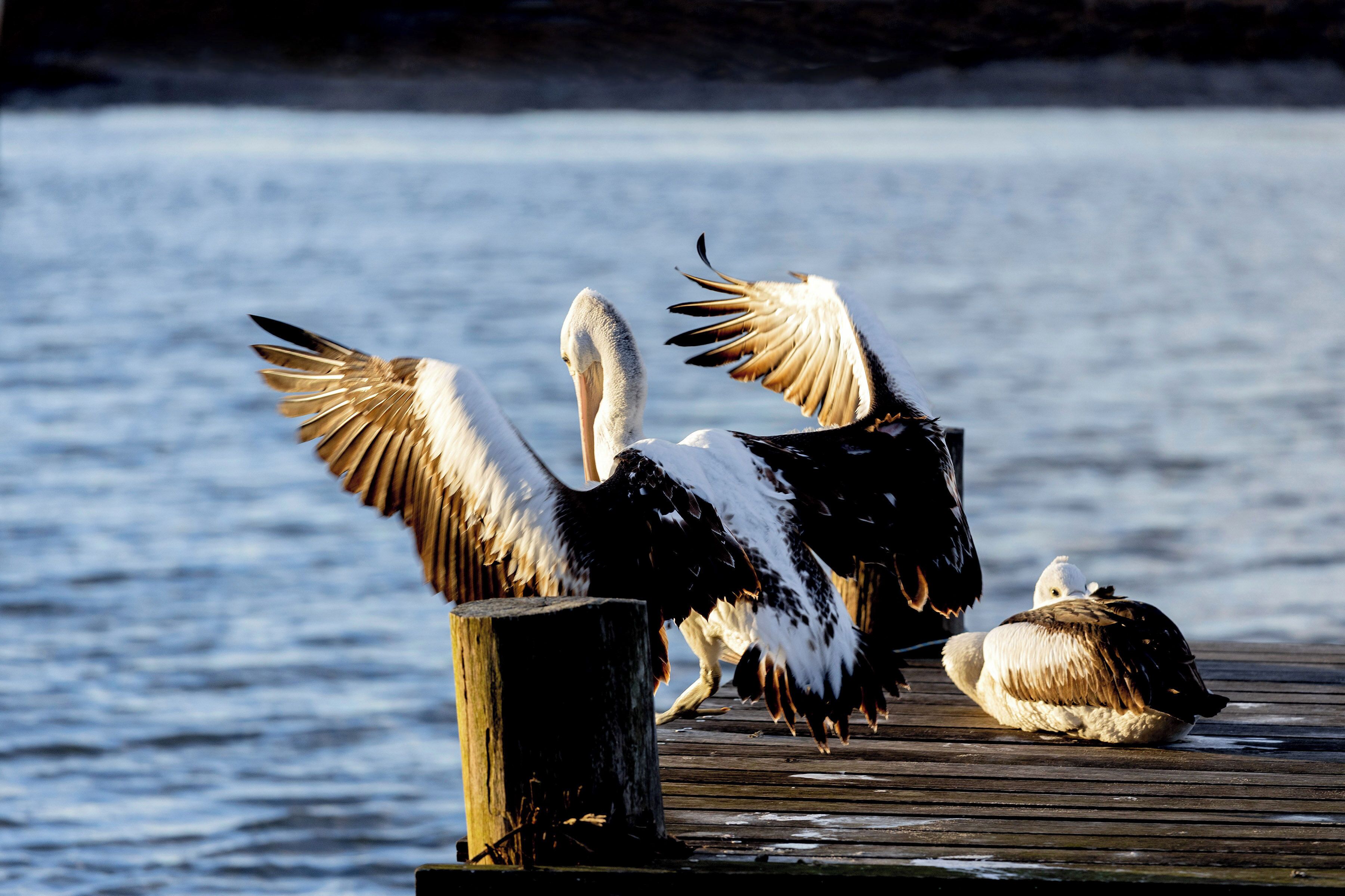 Un muelle de madera que se adentra en un cuerpo de agua, con aves sobre él.