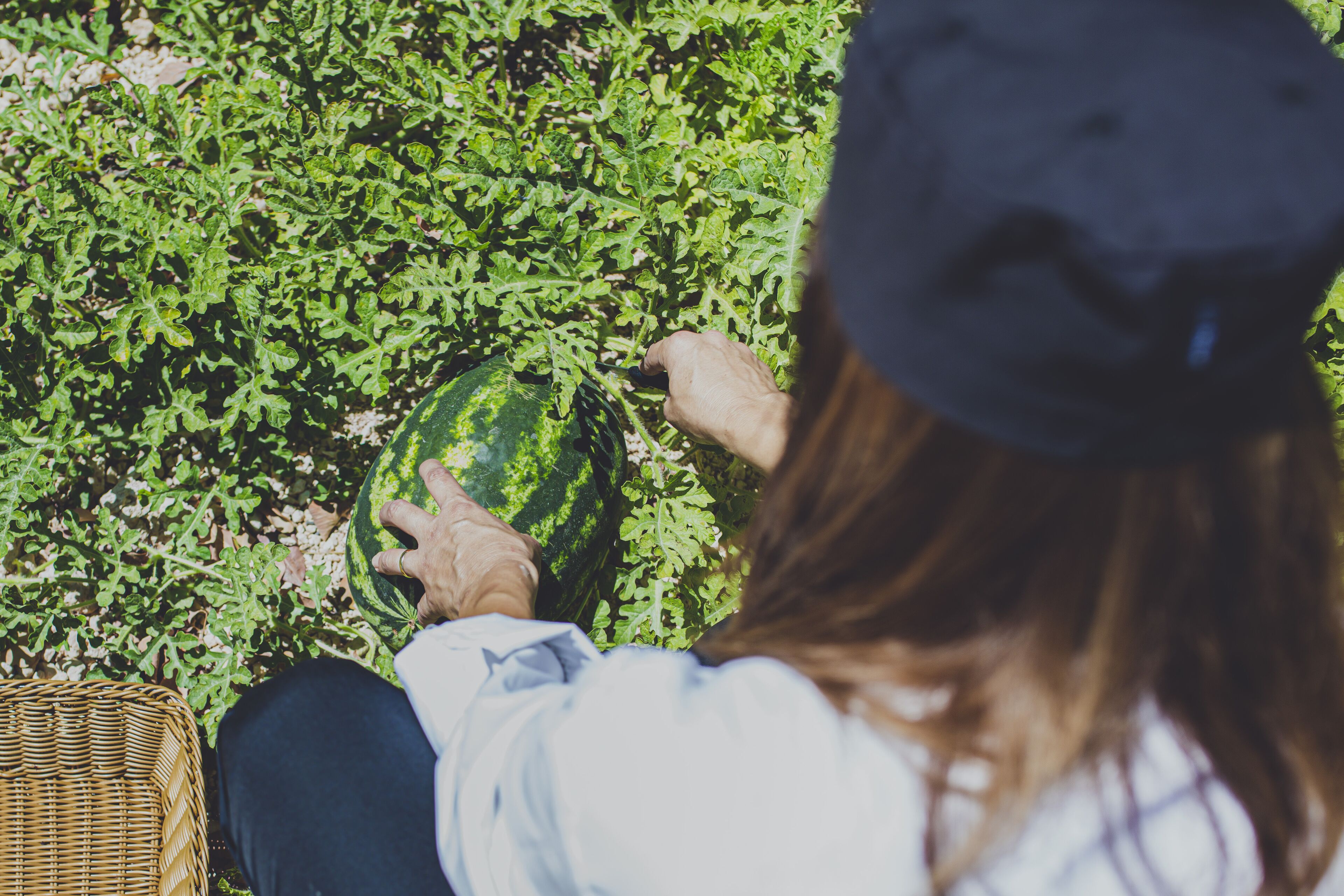 A person sitting on the ground, holding a watermelon, with a wicker basket nearby.