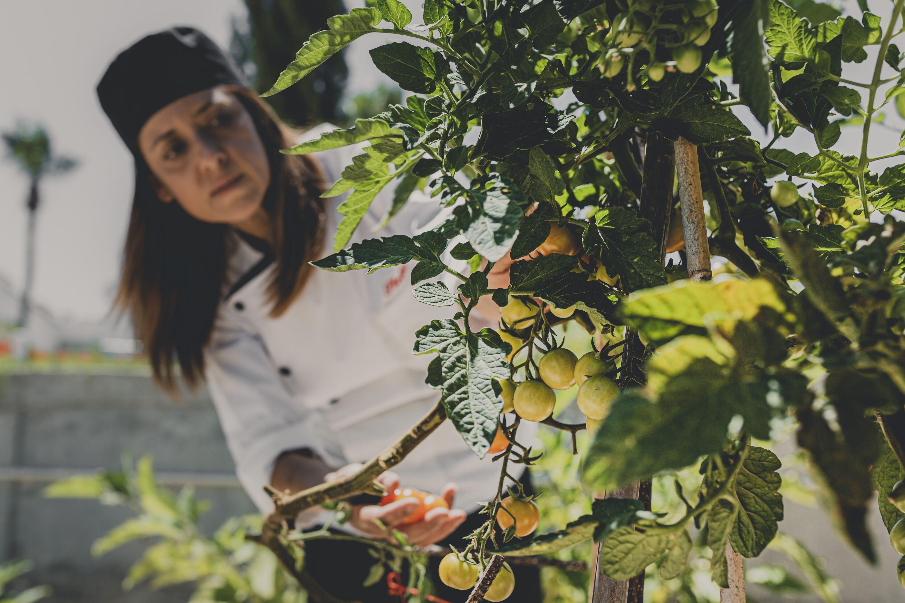 Una persona cuidando una planta de tomate en un jardín.