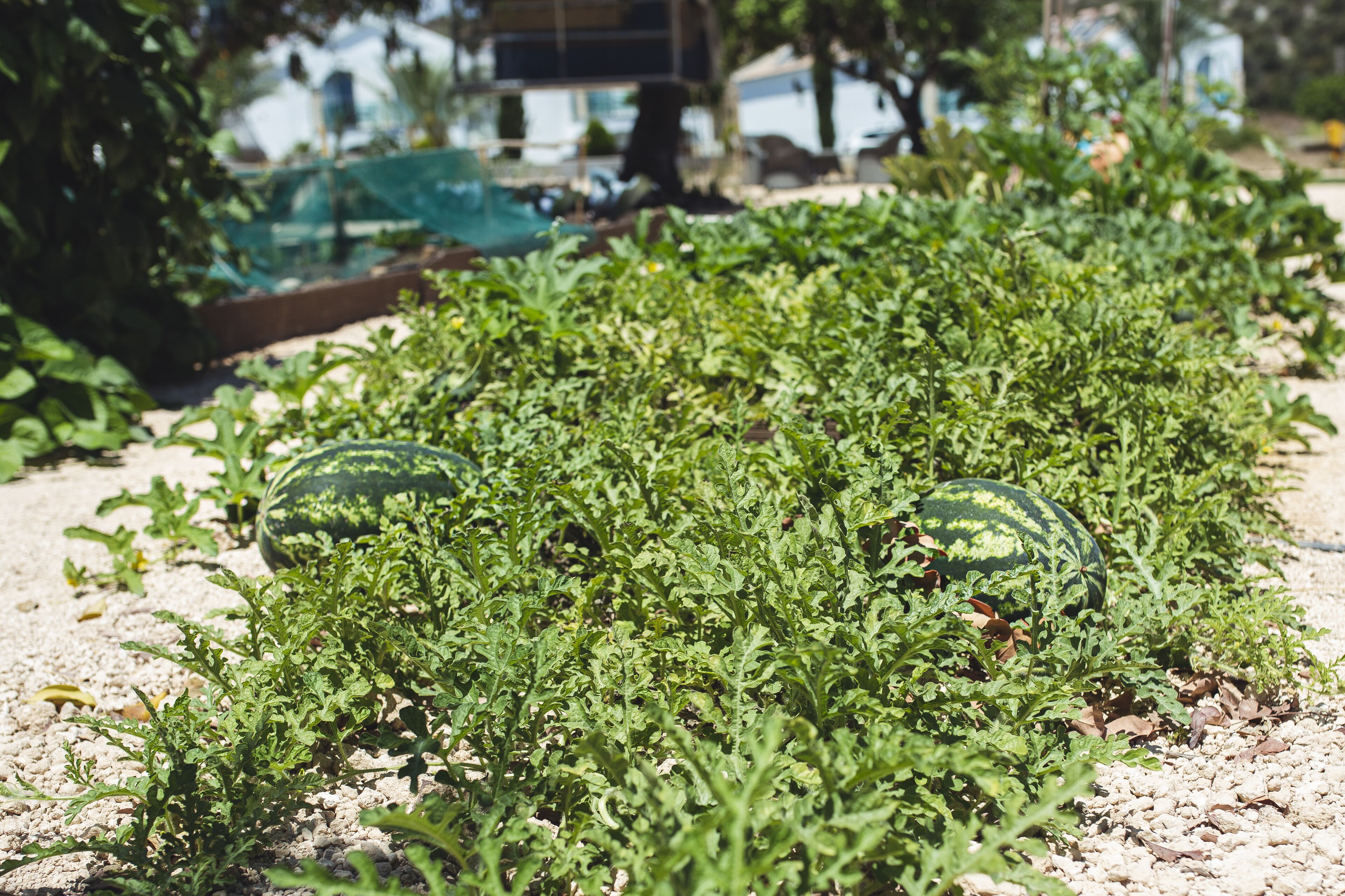 A garden with rows of plants and two watermelons.