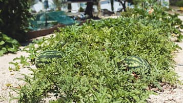 A garden with rows of plants and two watermelons.