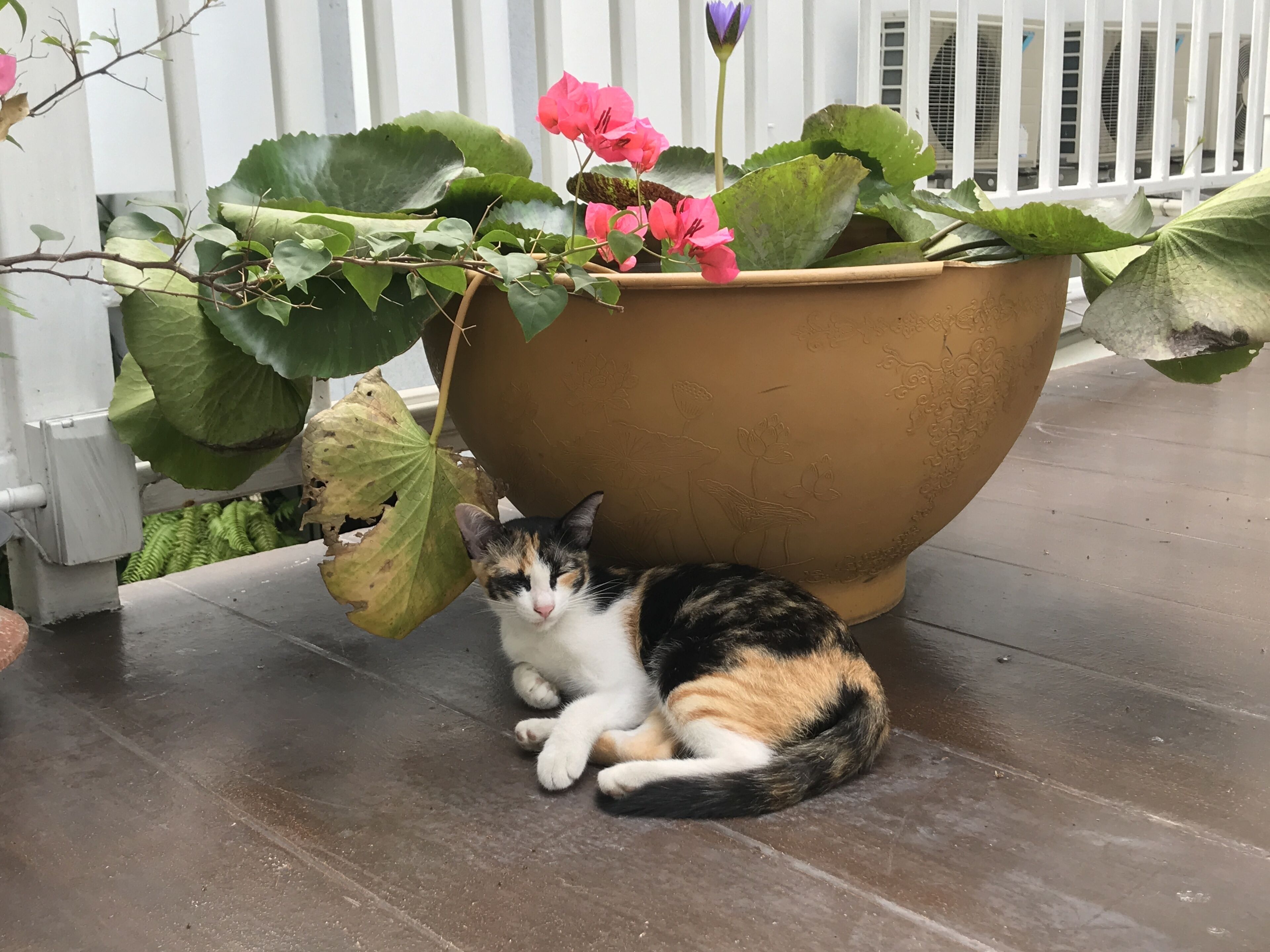 Una grande pianta in vaso con fiori e un gatto seduto accanto, su un pontile di legno.