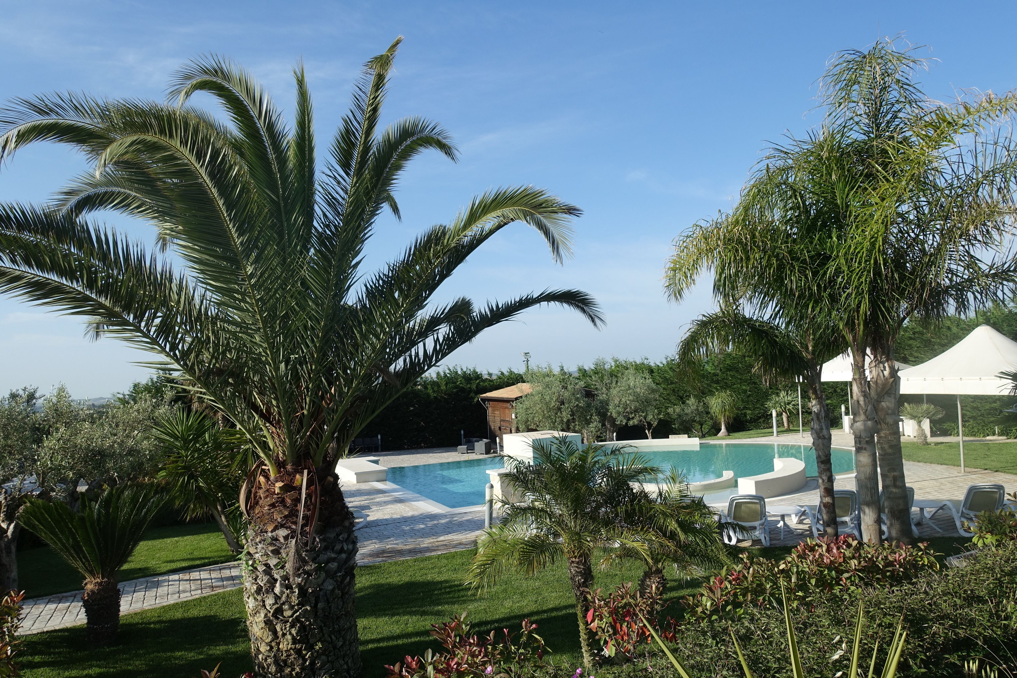 A pool area with lounge chairs and palm trees.