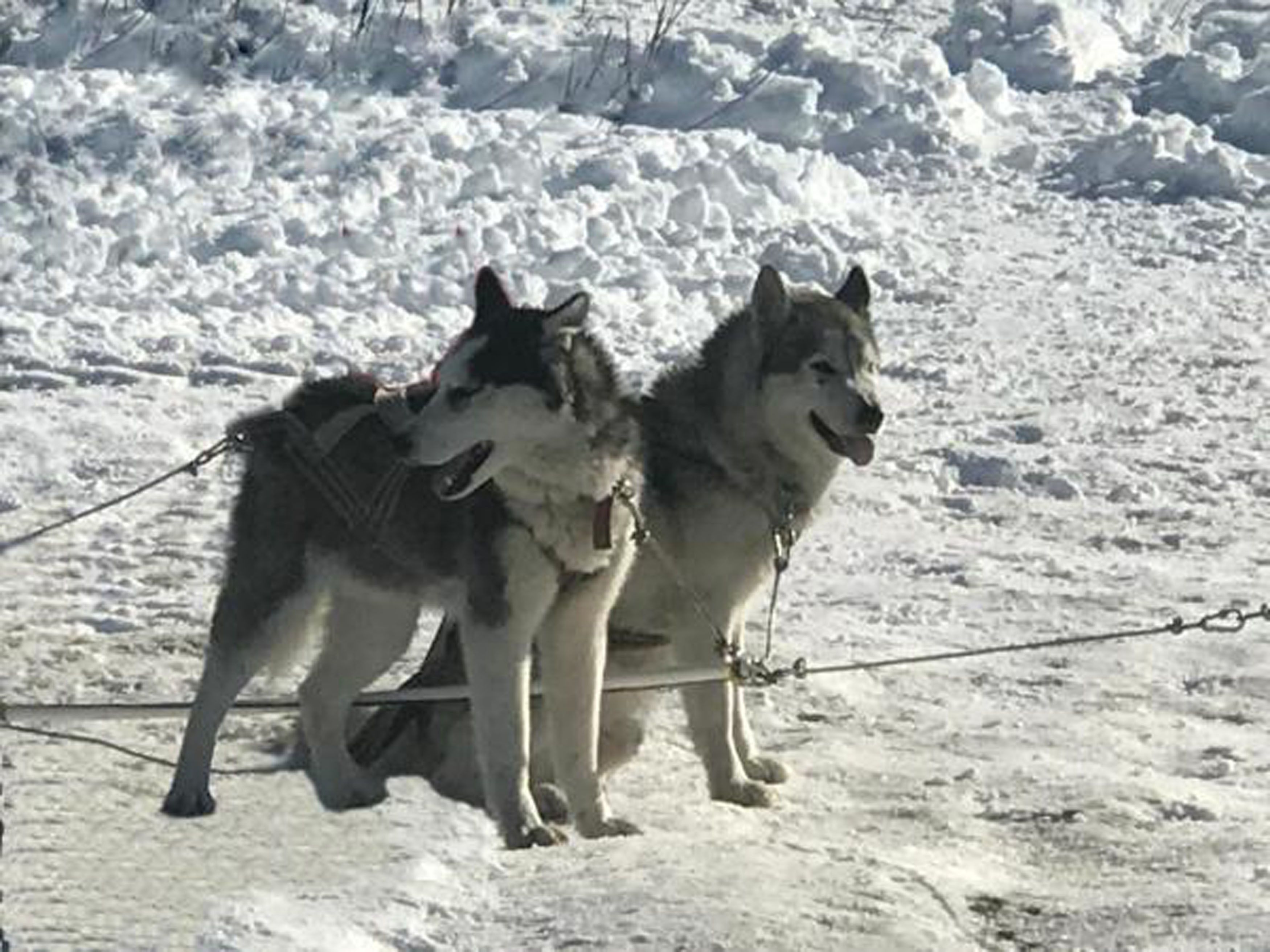 Zwei gespannte Huskies mit Schlitten auf Schnee.