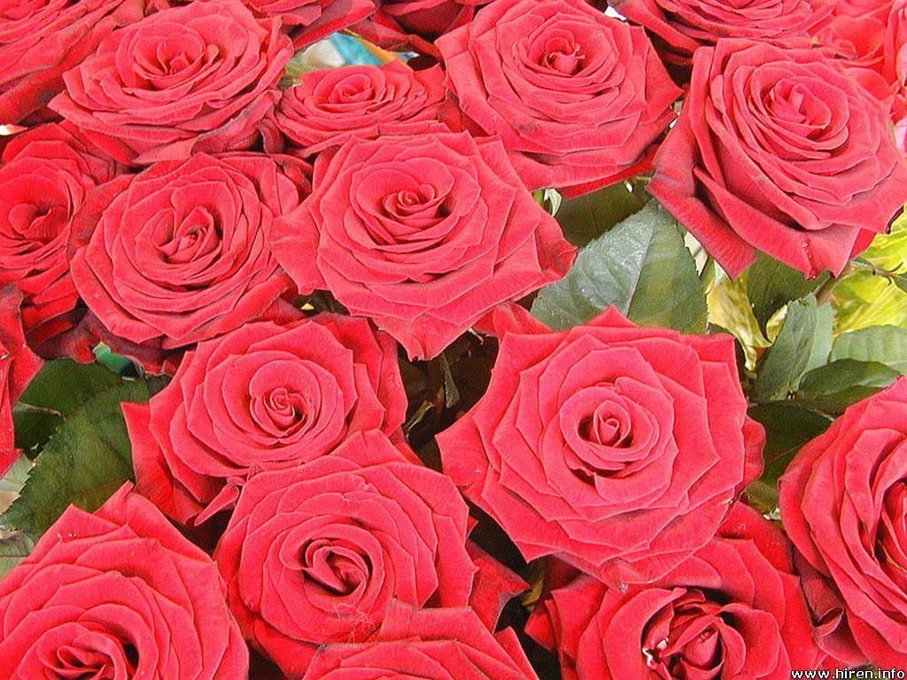 A close-up of red roses.