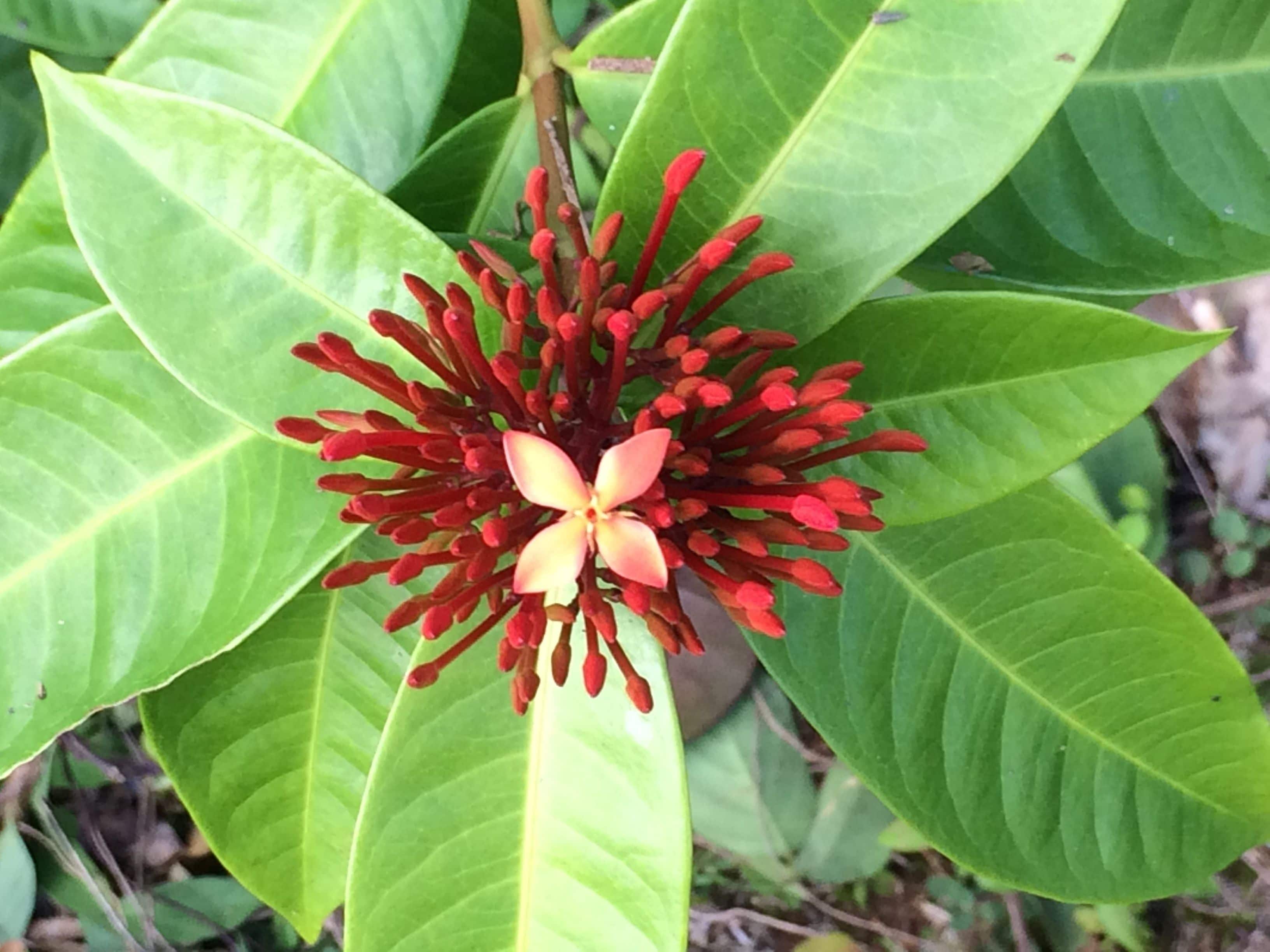 A plant with green leaves and a central red flower cluster.