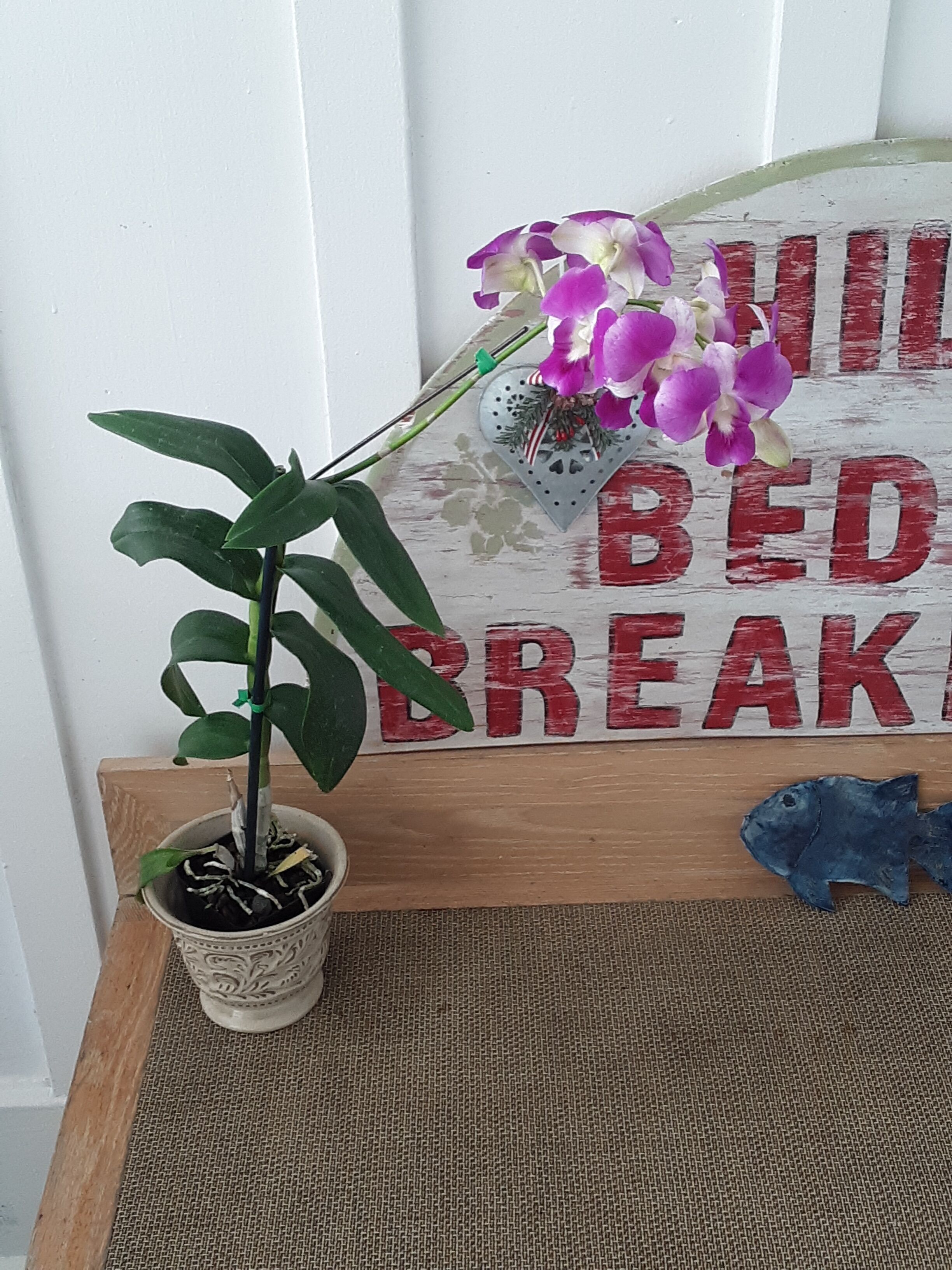 A potted plant with green leaves and purple flowers, a wooden table with a burlap mat, and a sign with red text and a fish decoration.