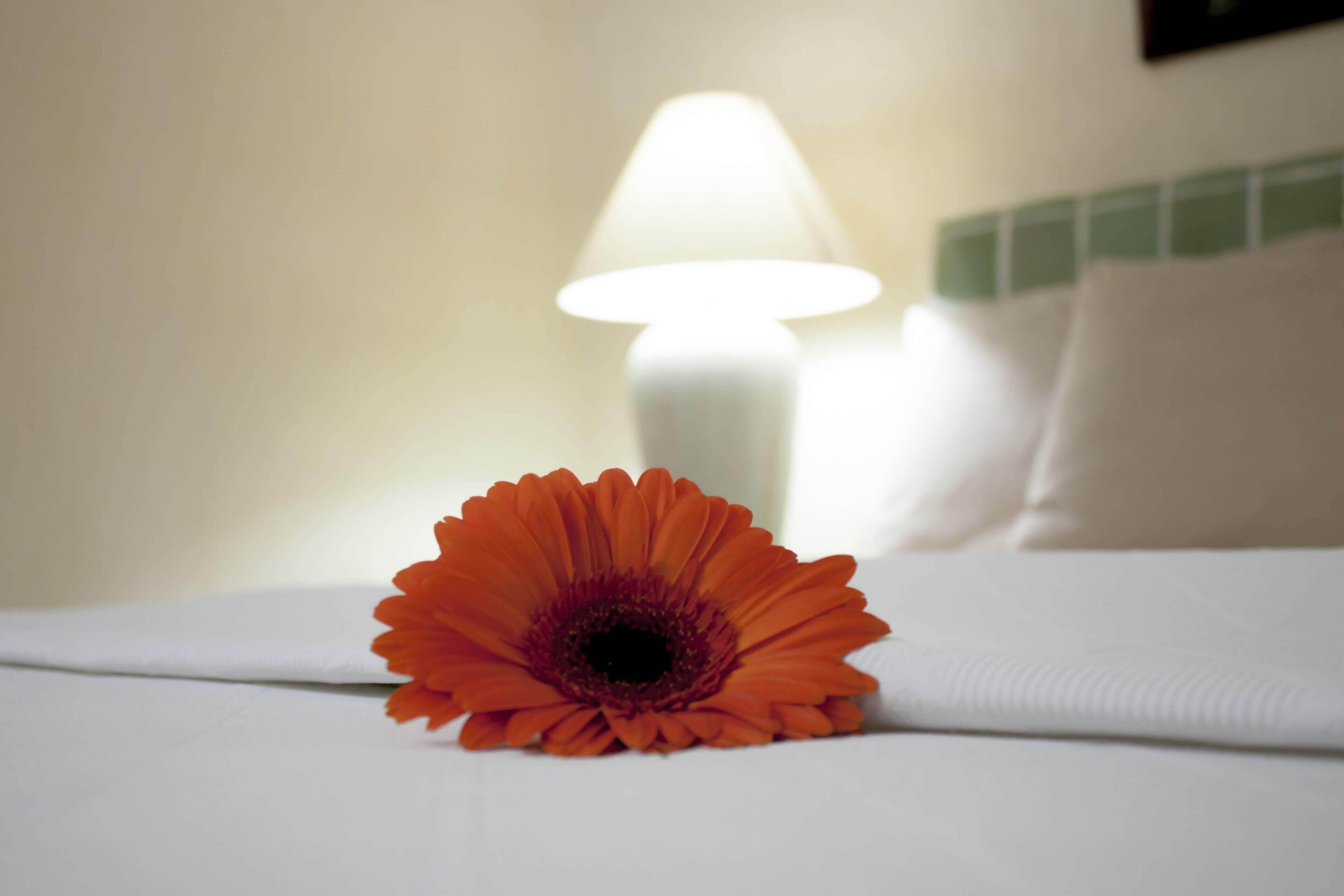 master suite | desk, iron/ironing board, free wifi, bed sheets