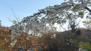 A concrete pathway leading to a body of water, surrounded by trees with white blossoms. - The Meetings B&B (Avoca)