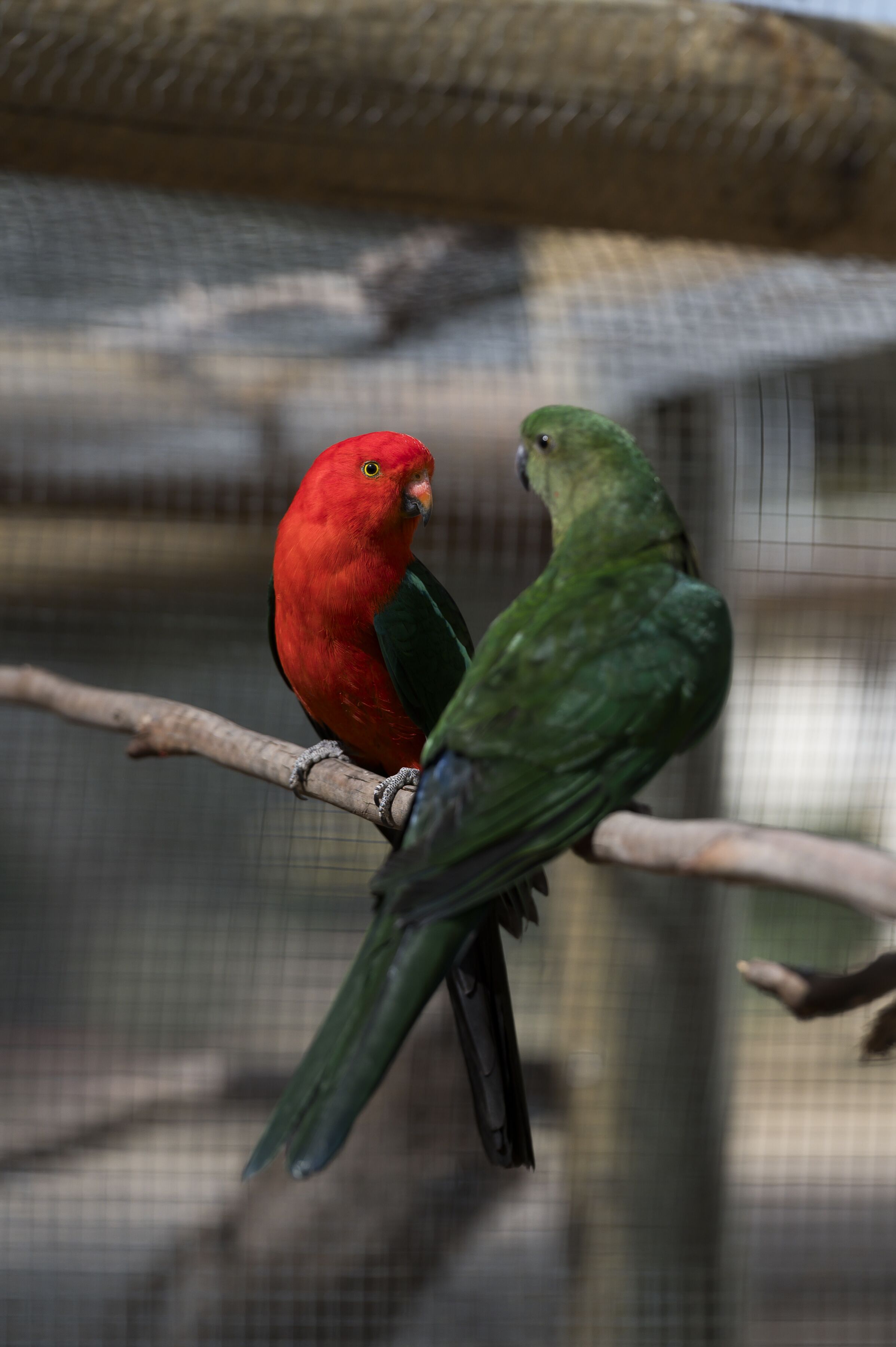 Two birds perched on a branch inside a cage.