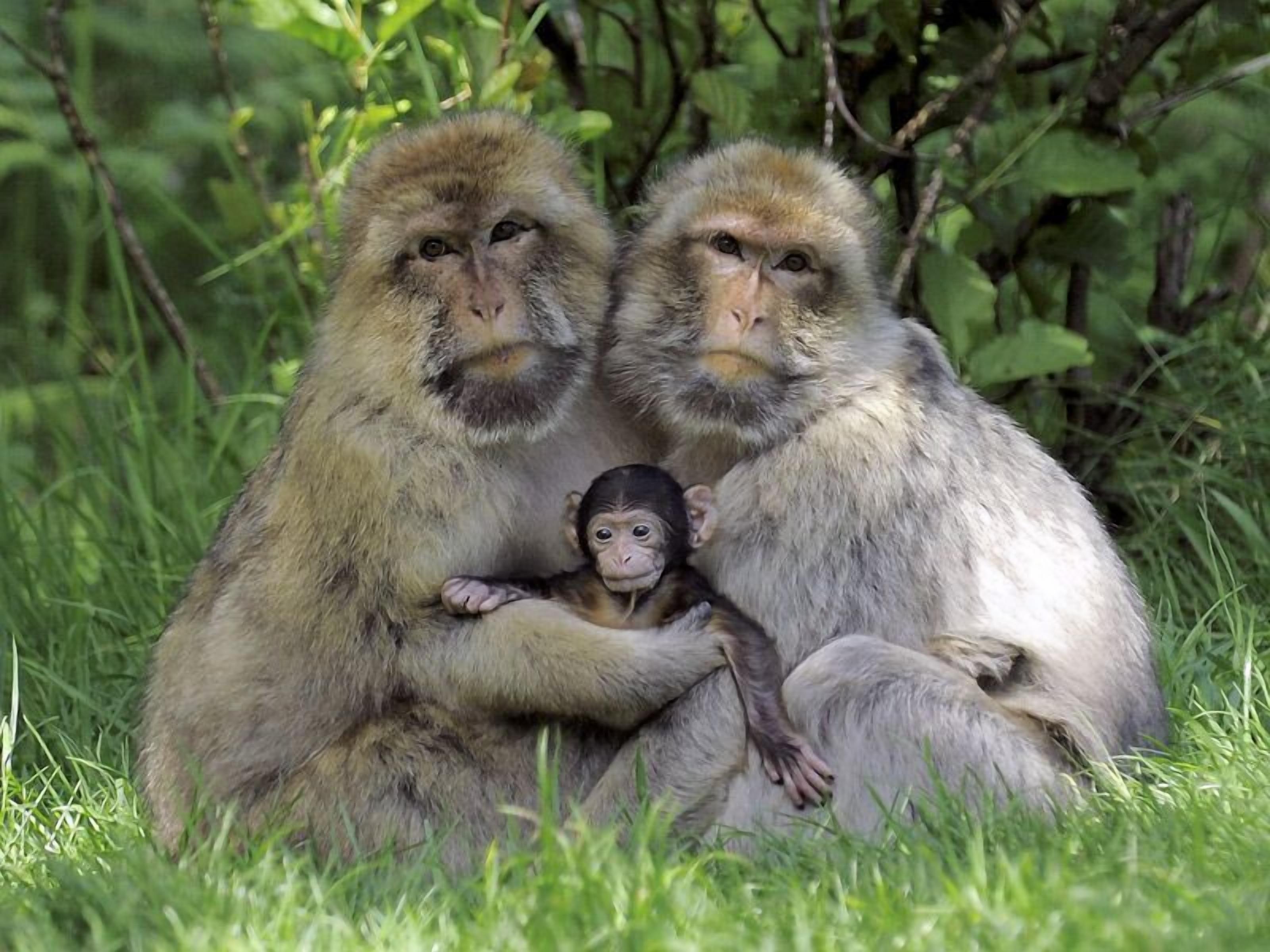 A monkey with two adults sitting on grass.
