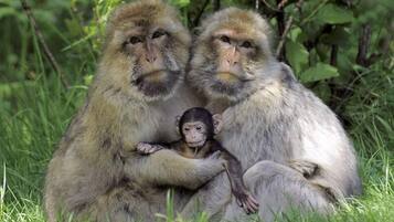 A monkey with two adults sitting on grass.