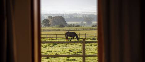A horse grazing in a fenced field with a distant tree line and mountains in the background.