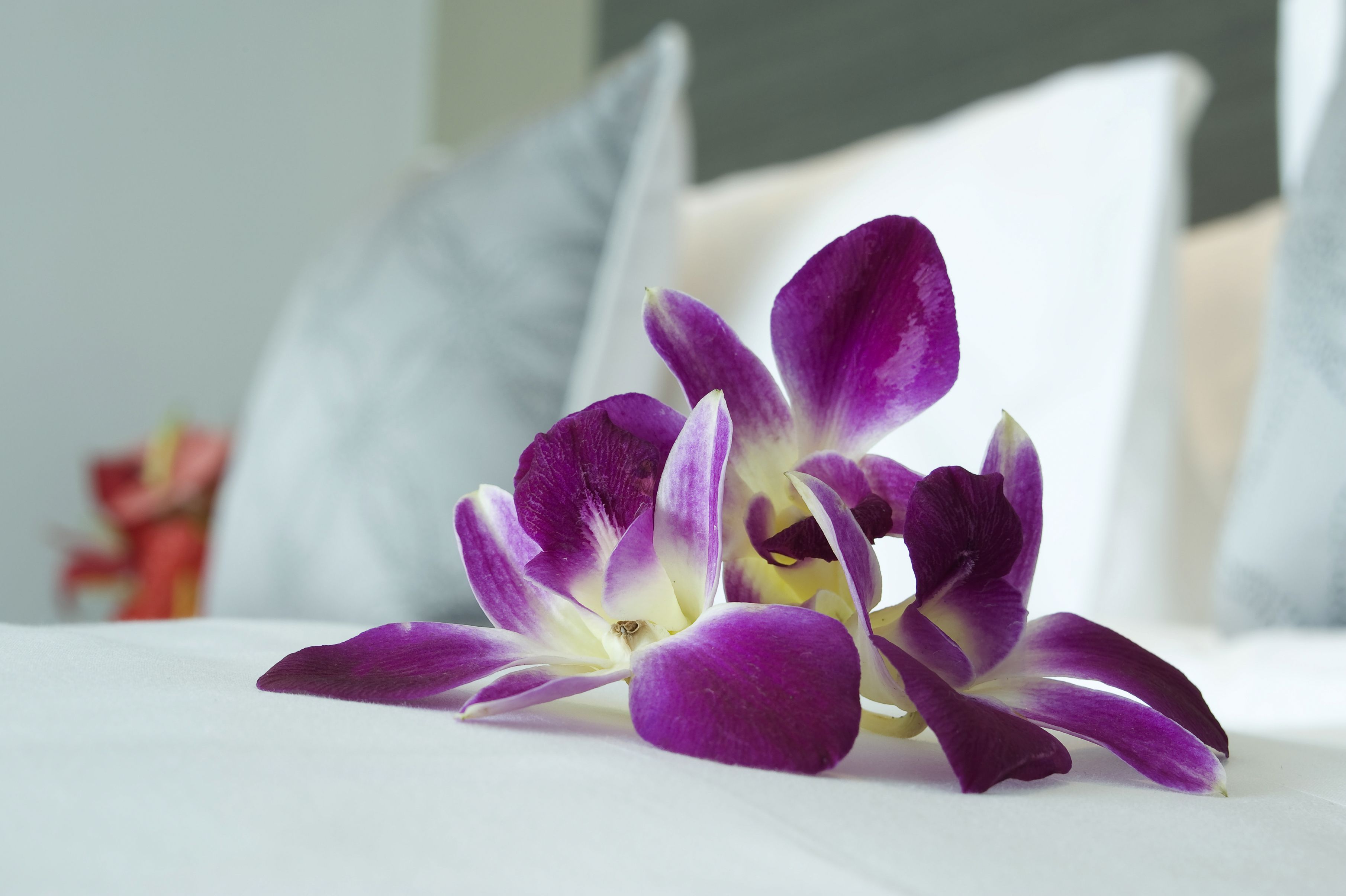 superior room, multiple beds | 1 bedroom, minibar, in-room safe, desk