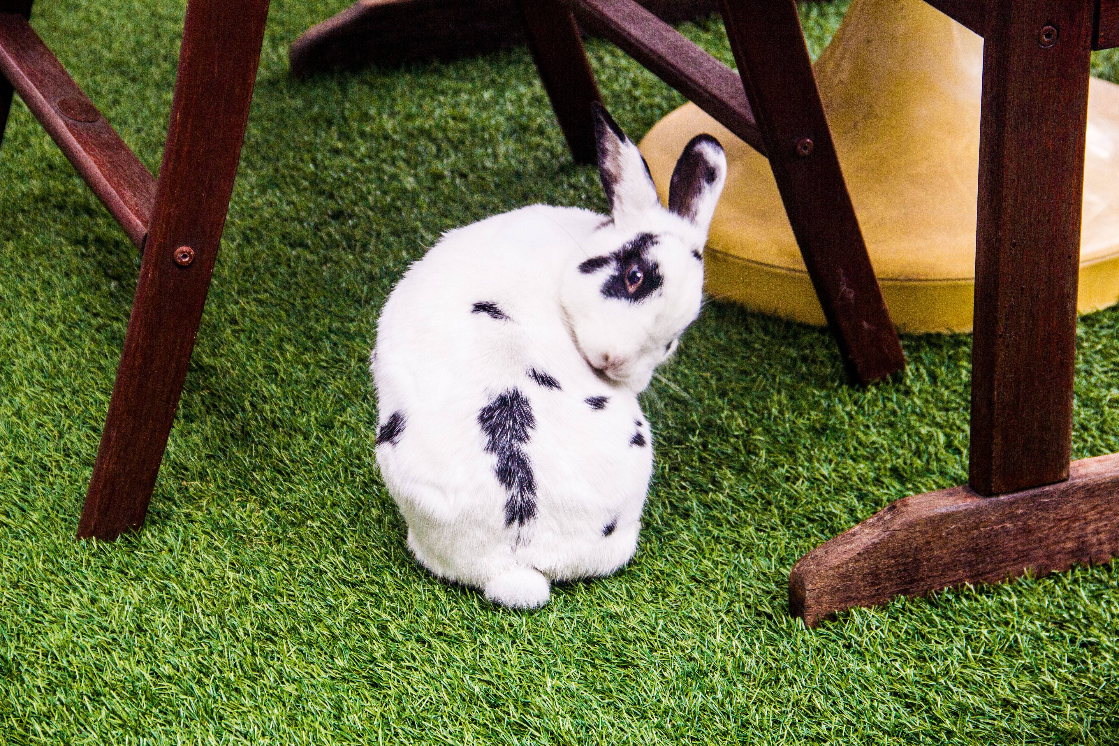 Un lapin blanc avec des taches noires, assis sur de l’herbe artificielle.