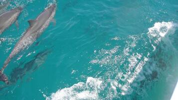 Vista clara del océano con delfines nadando.