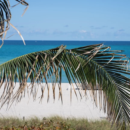 A beach with palm leaves in the foreground and a clear blue ocean in the background.