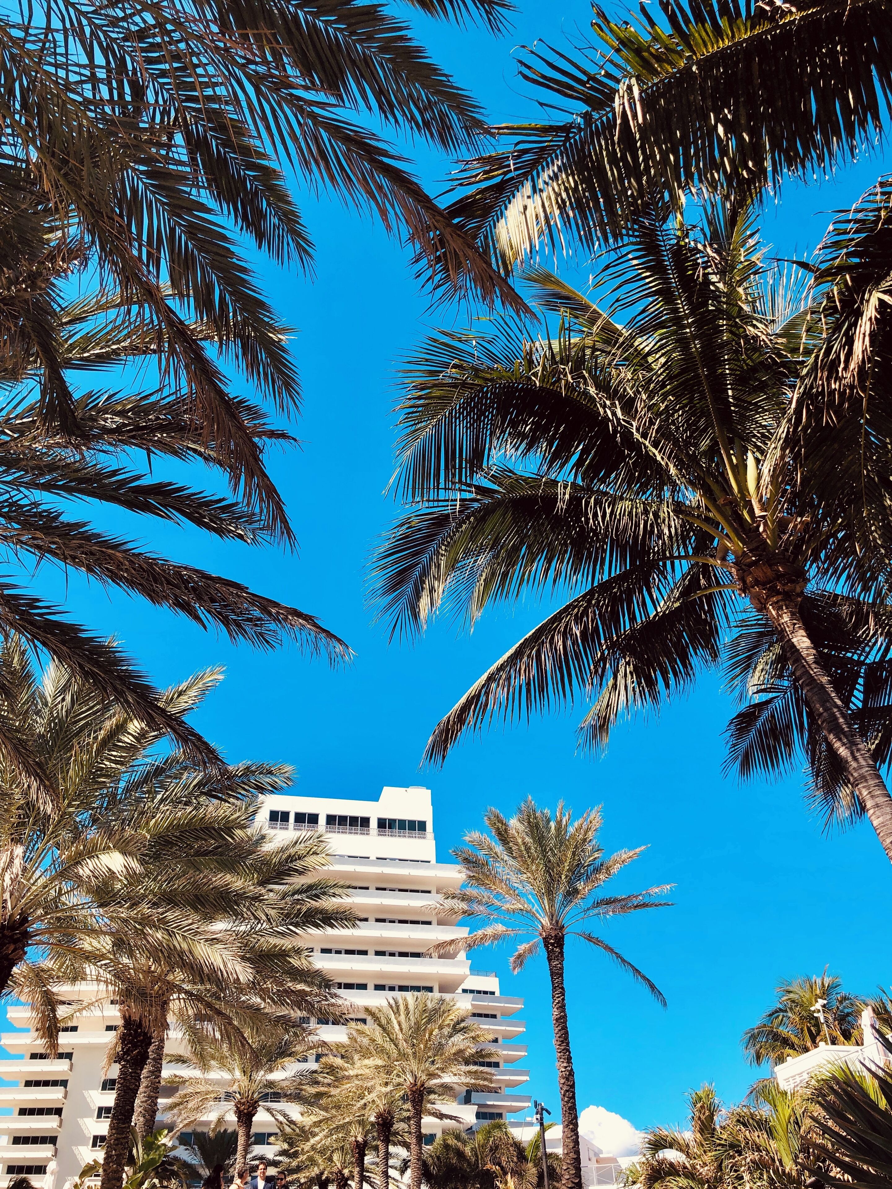 A modern building with a flat roof and multiple balconies, surrounded by palm trees against a clear blue sky.