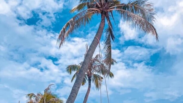 A beach scene with palm trees and a clear sky. - Thanh Trung Hotel (Phu Quoc)