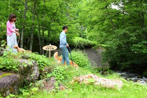 A natural outdoor setting with a stream, rocks, and dense greenery.