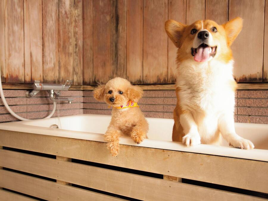 Pet-friendly amenities