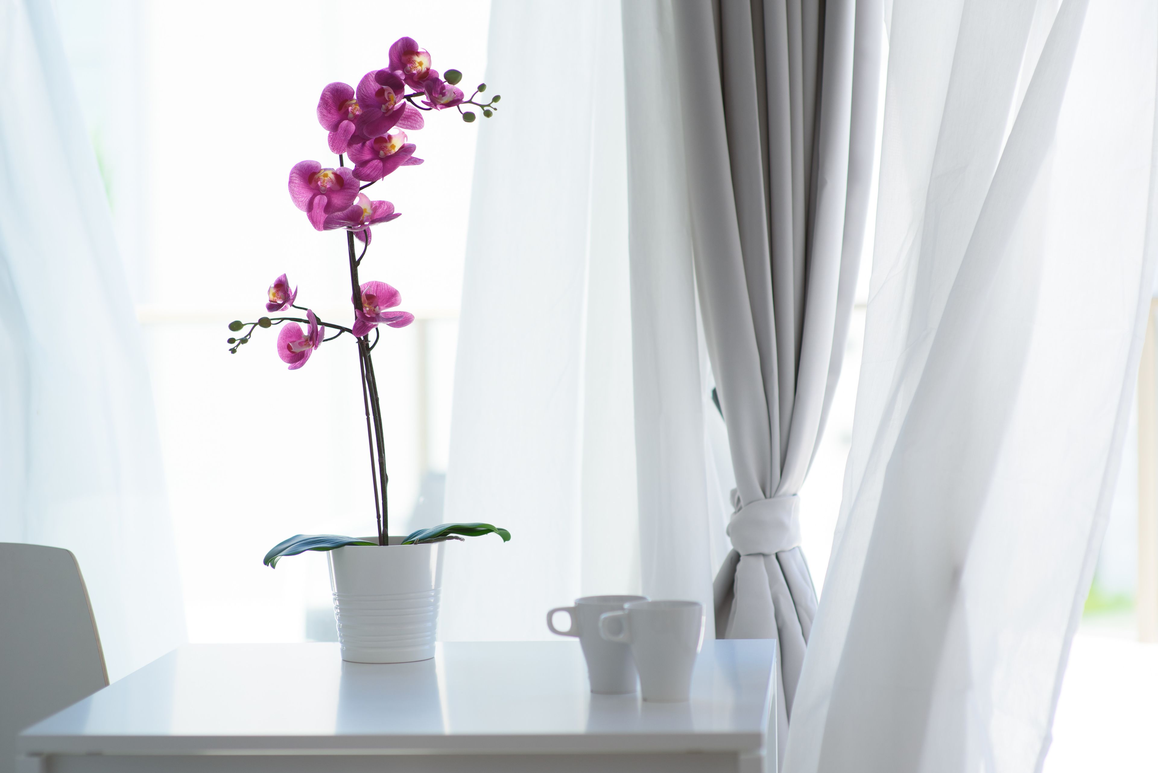 A white table with a potted orchid and two white cups.