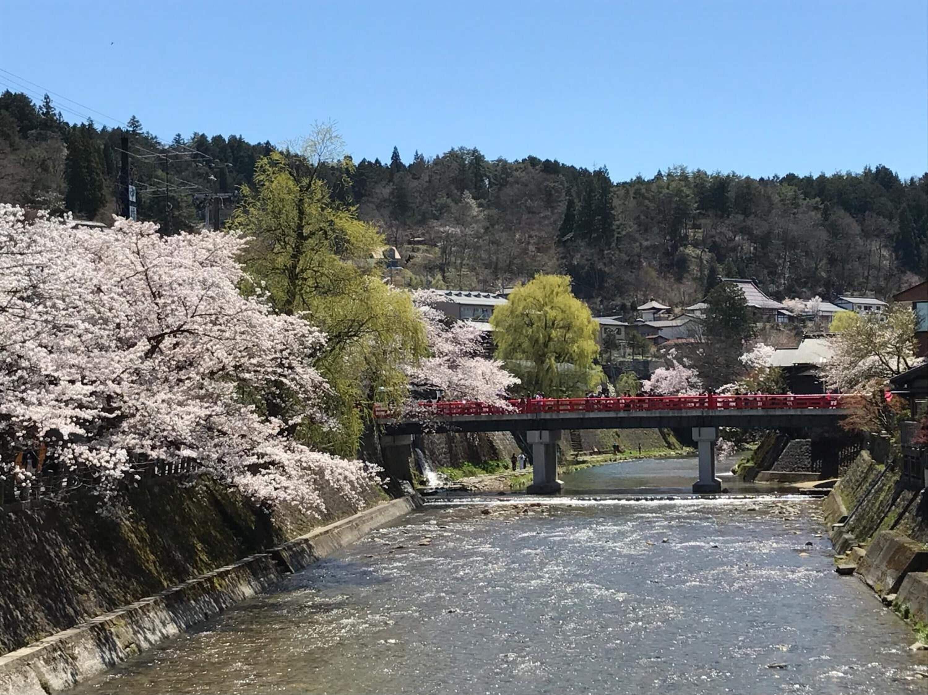 A bridge over a river with cherry blossoms on the banks.