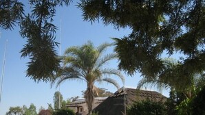 Une maison au toit de chaume, entourée de palmiers et d’autres plantes vertes.