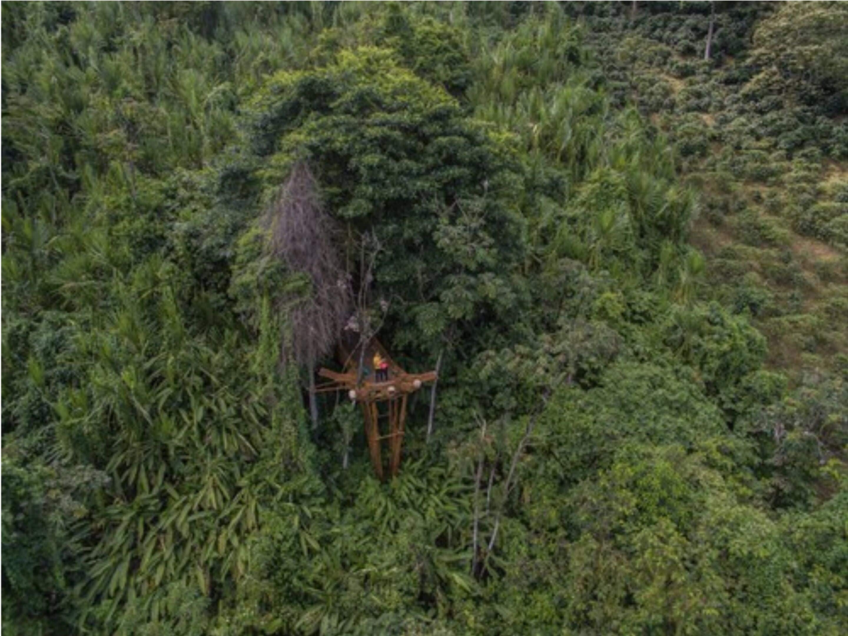 Una estructura de madera en medio de un follaje verde exuberante, probablemente una cabaña rústica o refugio.