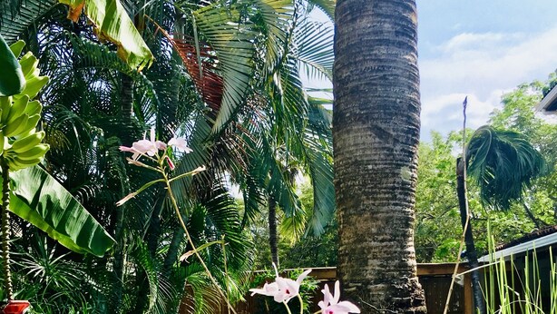 Une piscine entourée d’une végétation tropicale luxuriante, notamment des palmiers et des bananiers.