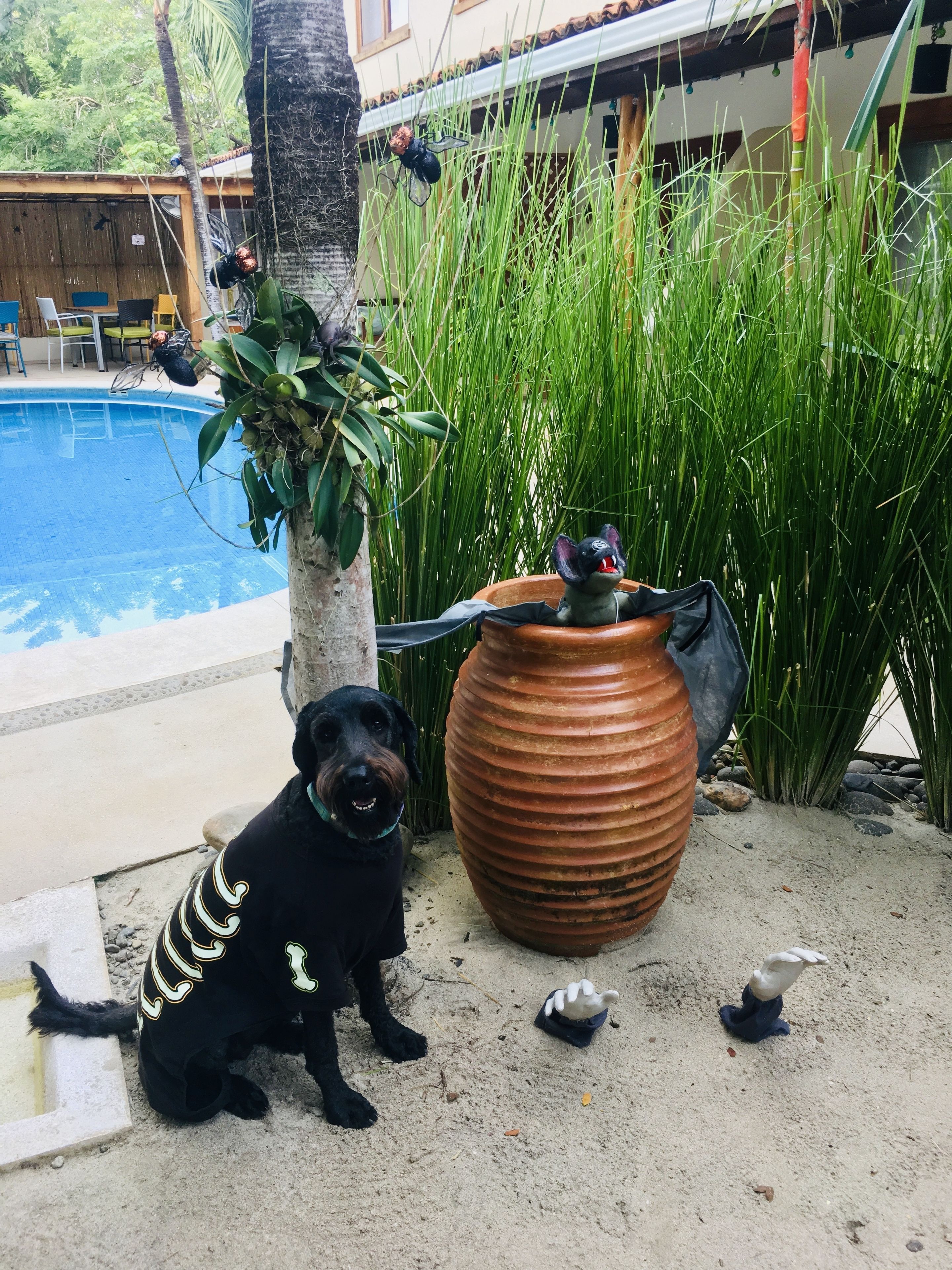 Un chien est assis au bord d’une piscine, à côté d’un pot décoratif et de hautes herbes.